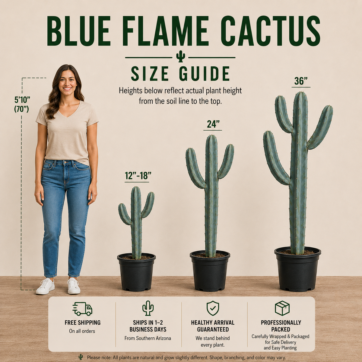 Blue Flame Cactus
