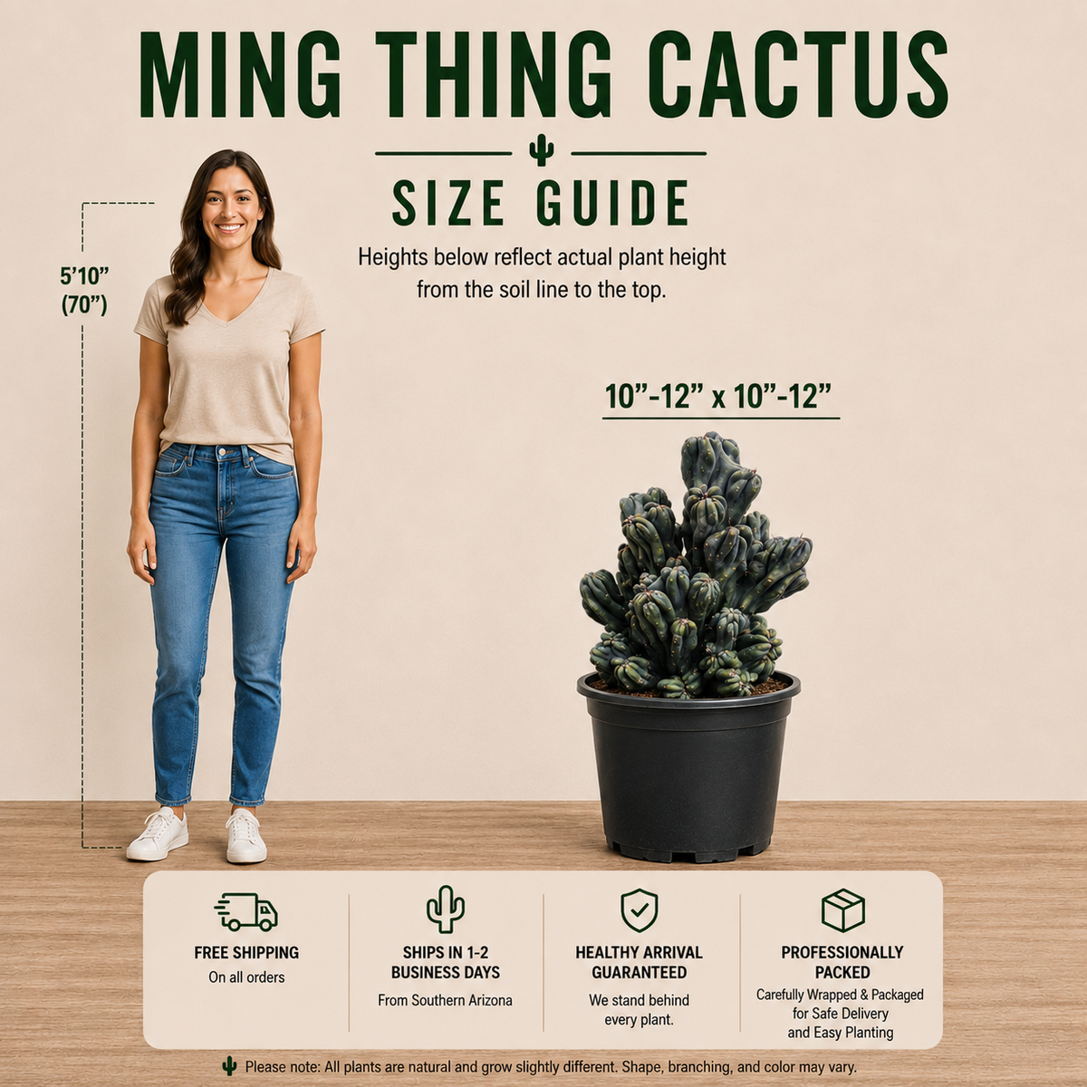 Cereus forbesii 'Ming Thing' live plant, alternate product view 5