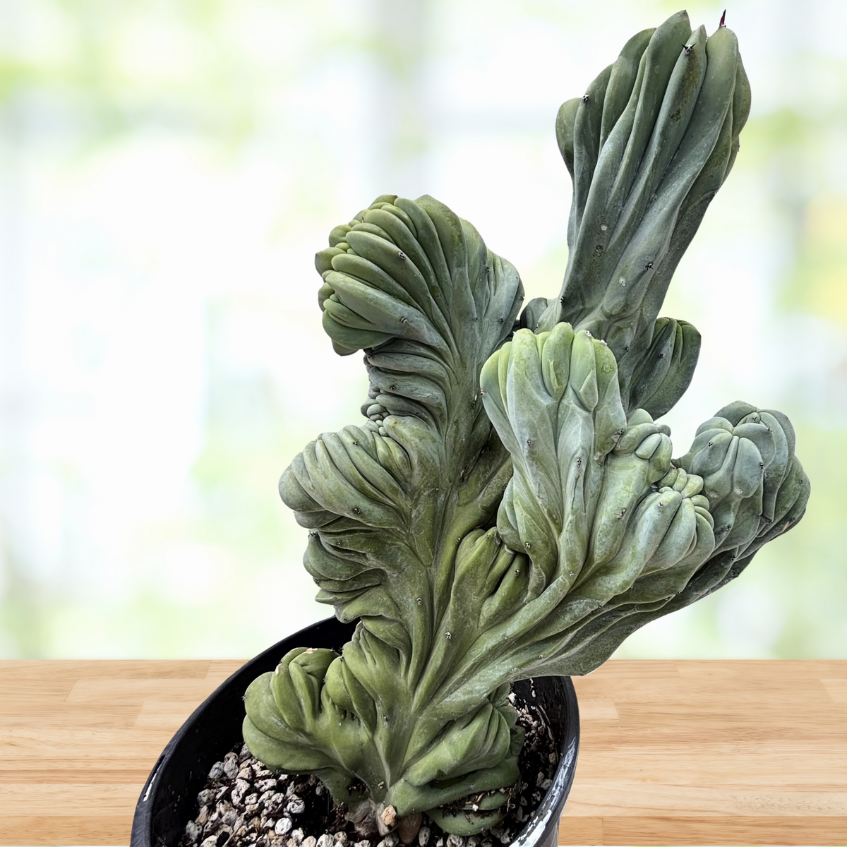 Crested Blue Flame