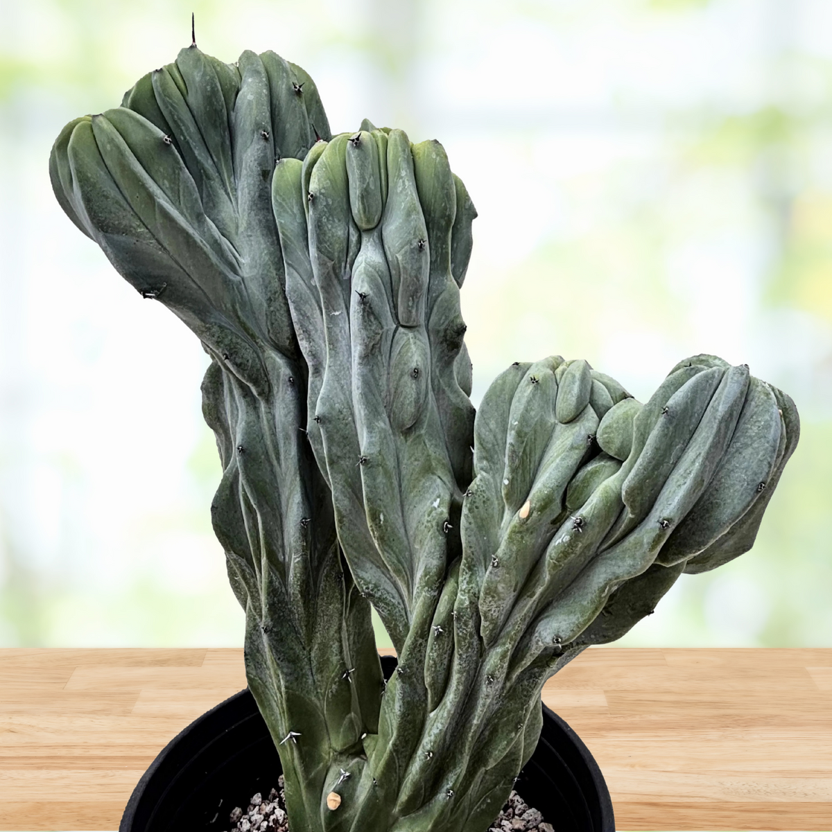 Crested Blue Flame