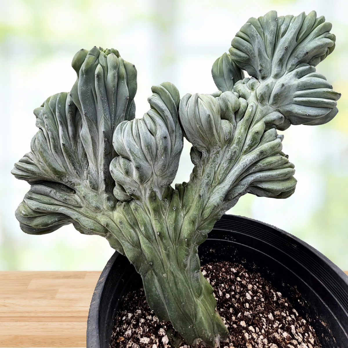 Crested Blue Flame