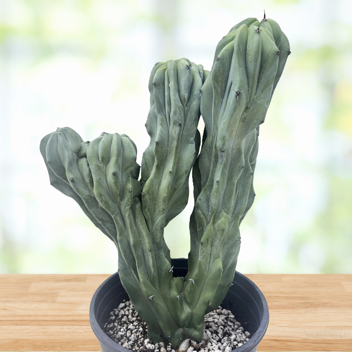 Crested Blue Flame