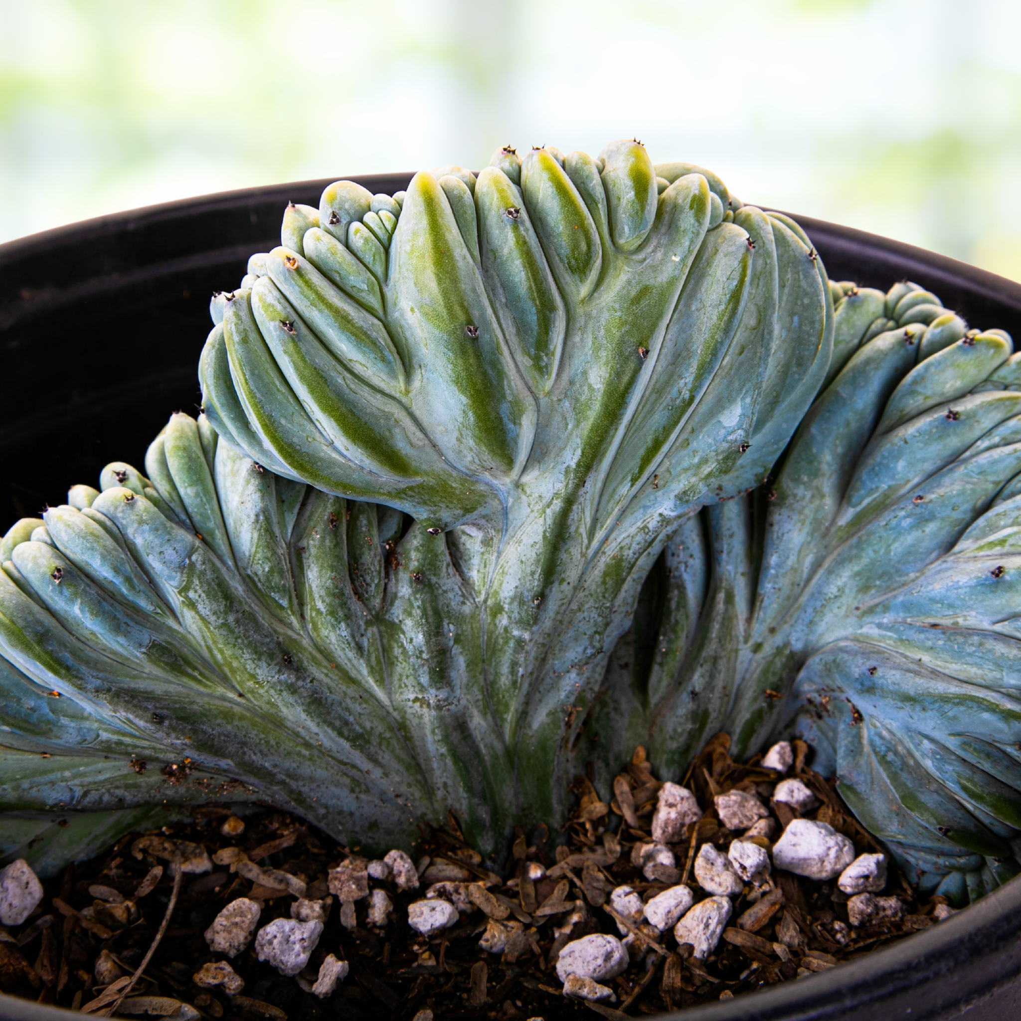 myrtillocactus geometrizans succulent Crested Blue Flame Cactus| Crested Myrtillocactus geometrizans