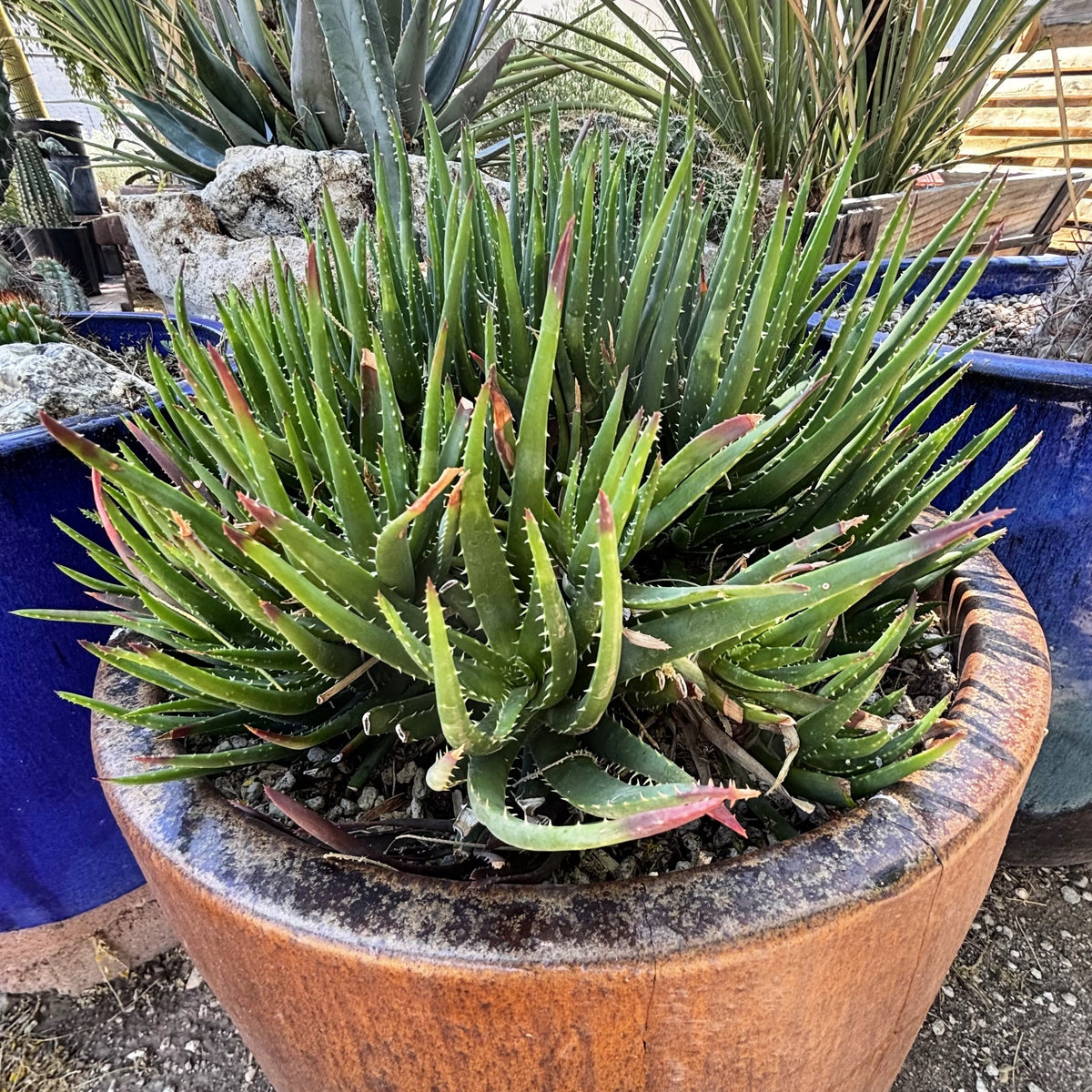Aloe &#39;Crosby&#39;s Prolific&#39; Hybrid Succulent Plant on a decorative clay pot