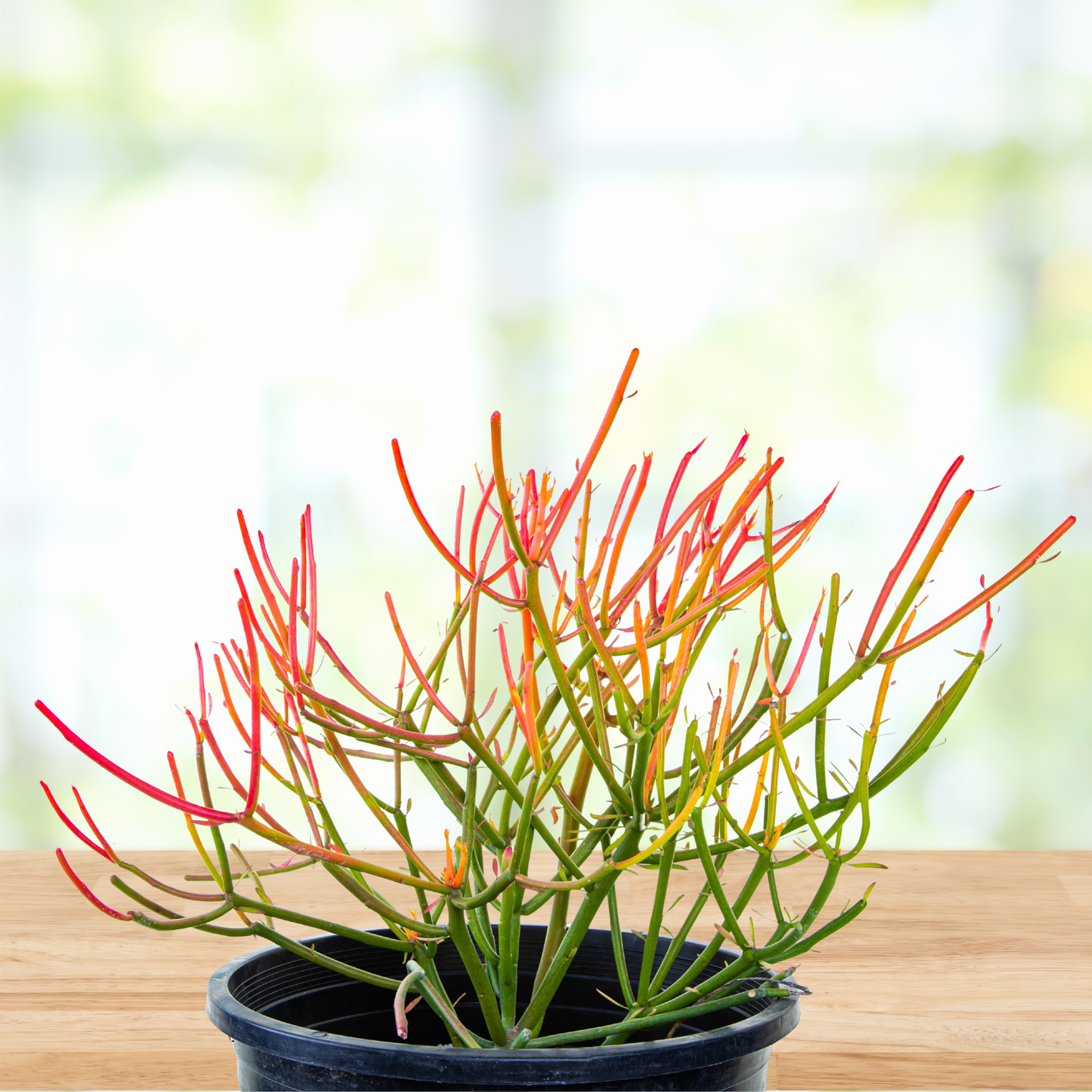 stick like succulent plant Firestick Plant for Sale | Euphorbia Fire Sticks Succulent