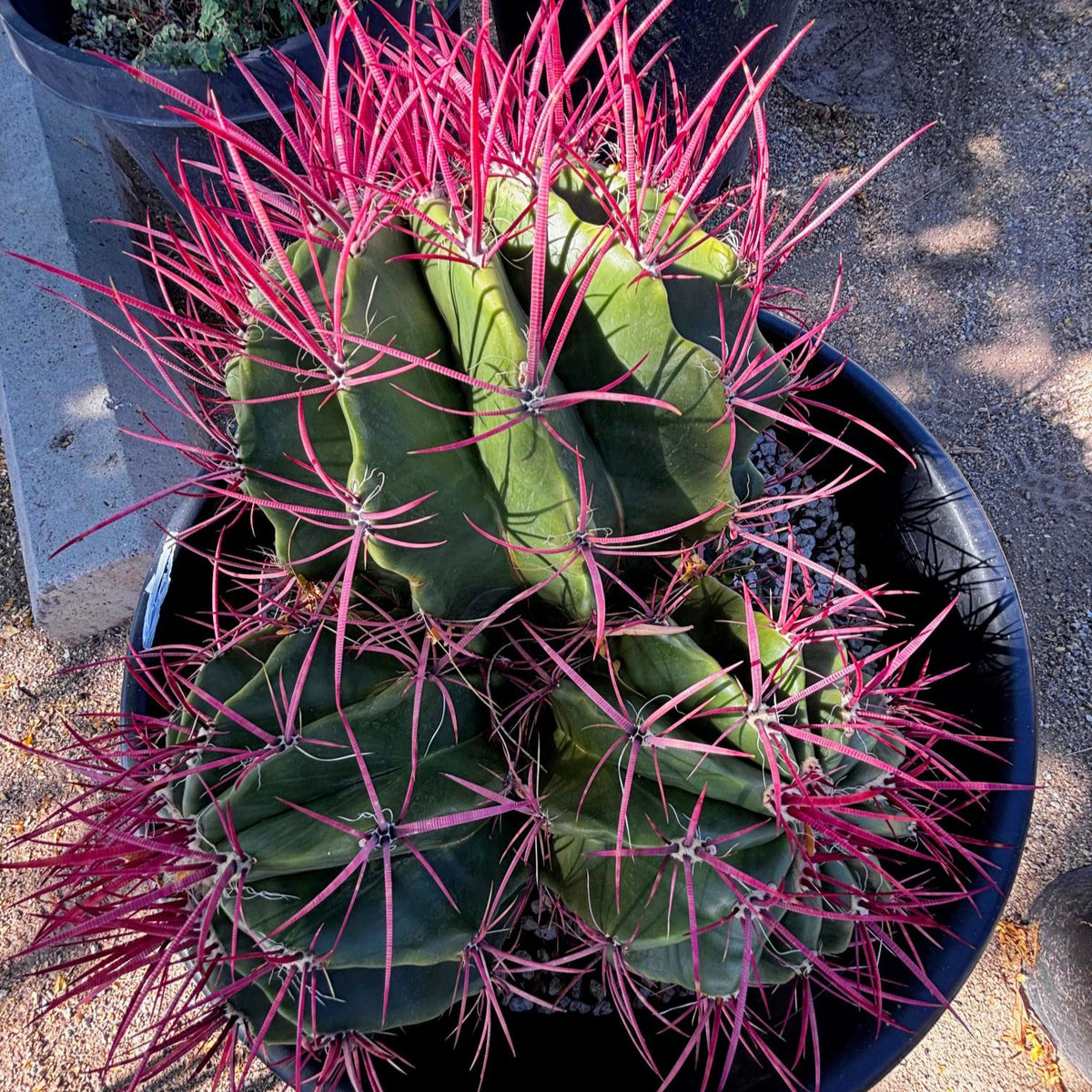 Ferocactus pringlei cluster, baja fire barrel cactus cluster with red spines in a pot in a cactus nursery