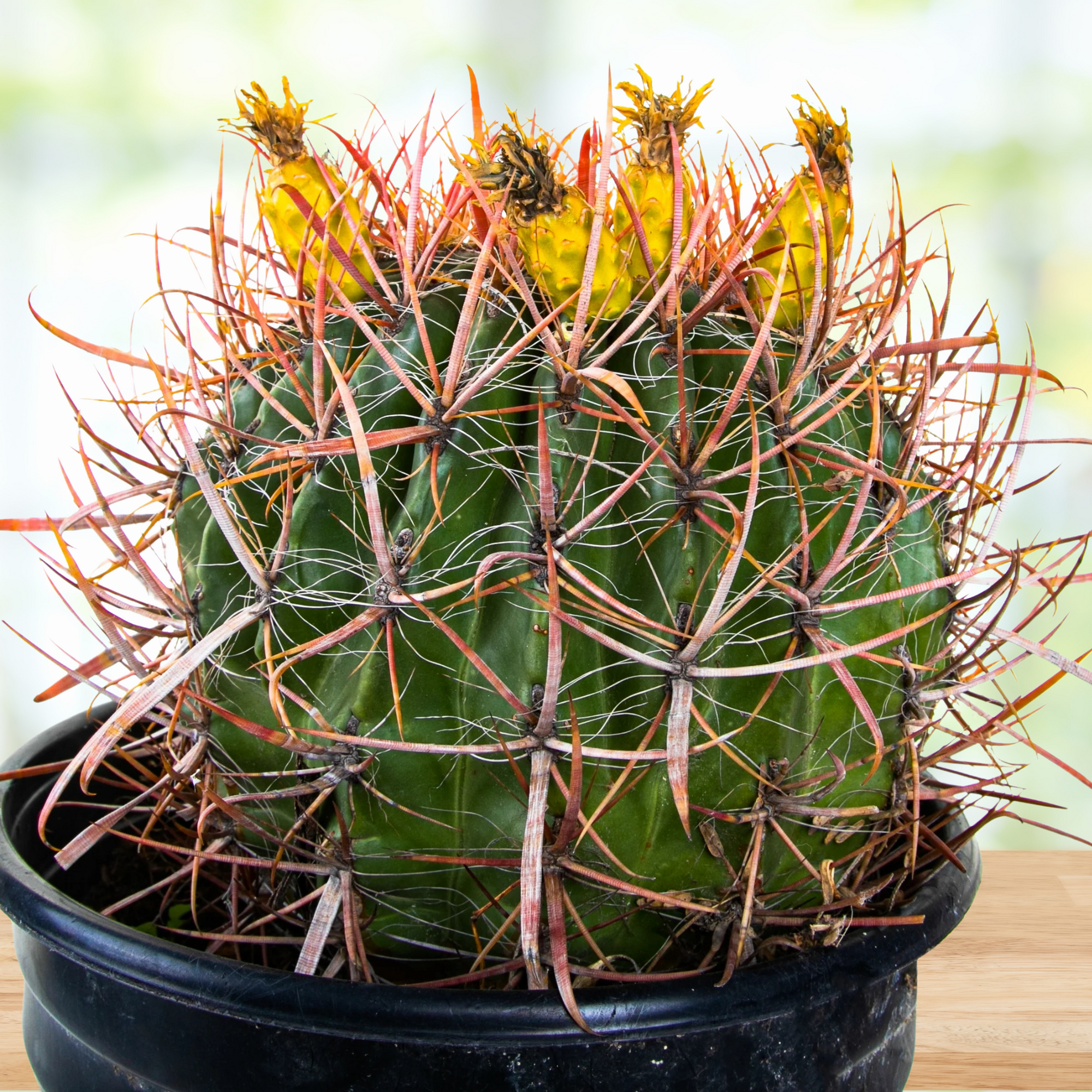 Ferocactus gracilis, Baja fire barrel cactus with red spines in a pot on a wooden surface