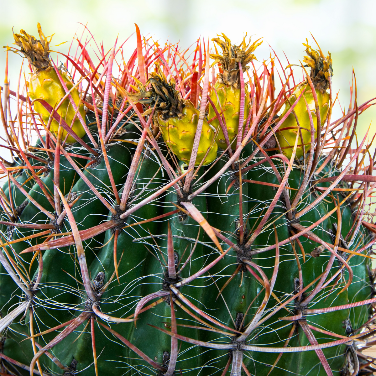 Close up of Ferocactus gracilis, Baja fire barrel cactus with red spines in a pot on a wooden surface