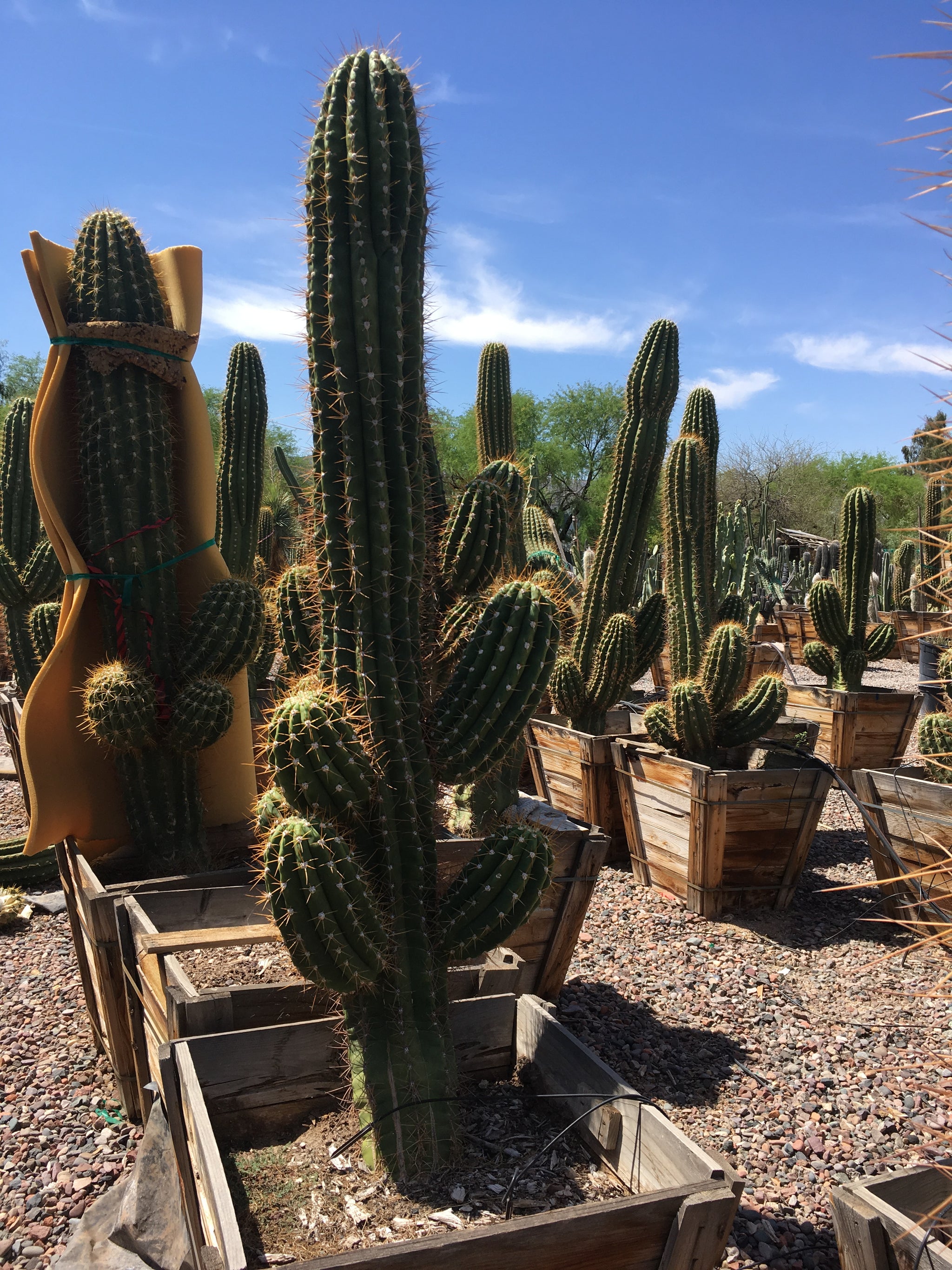tall succulents for sale South American Saguaro for Sale | Argentine Saguaro
