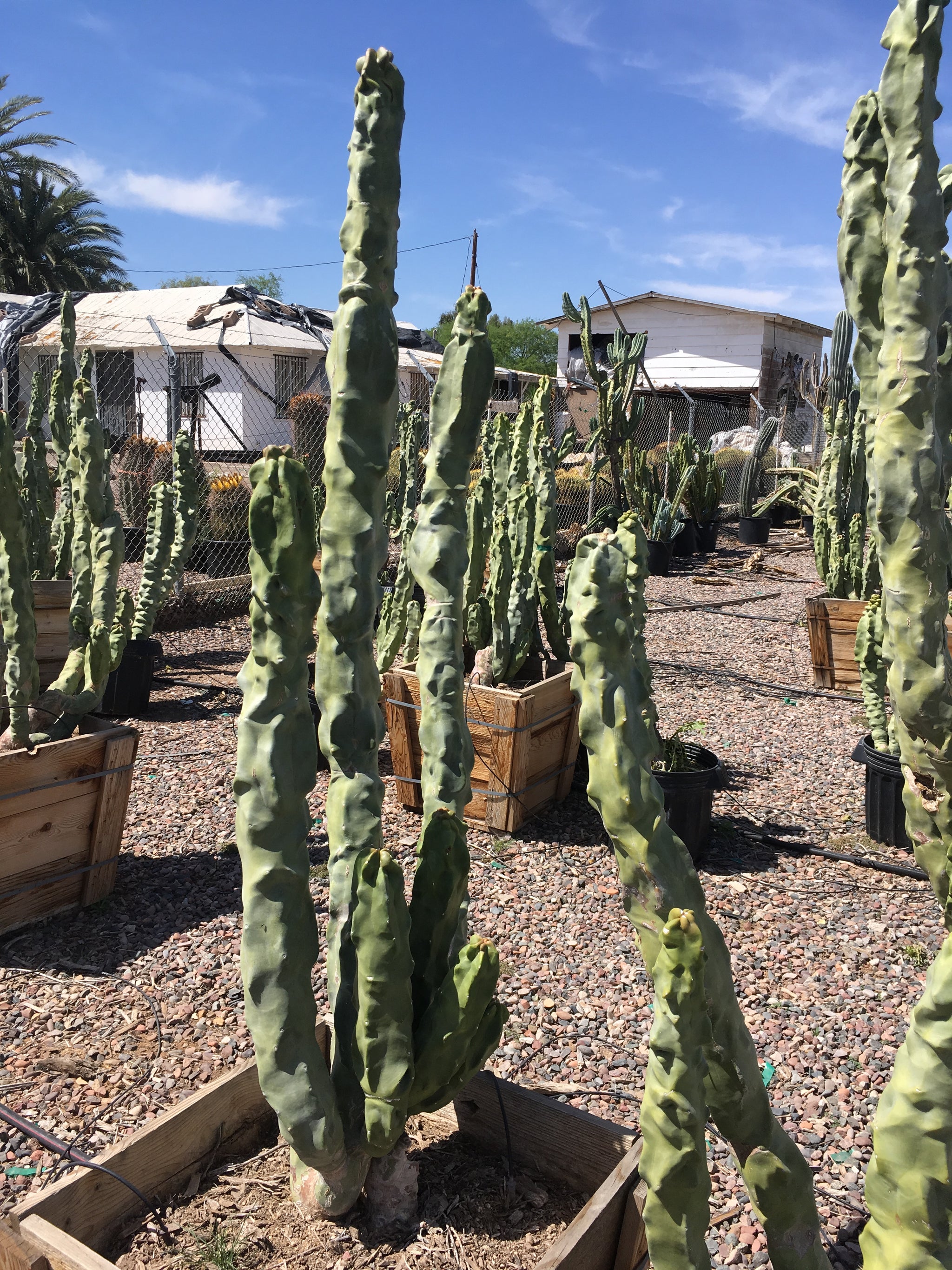 totem pole succulent Totem Pole Cactus For Sale| Minor Senita Cactus | Cactus Outlet