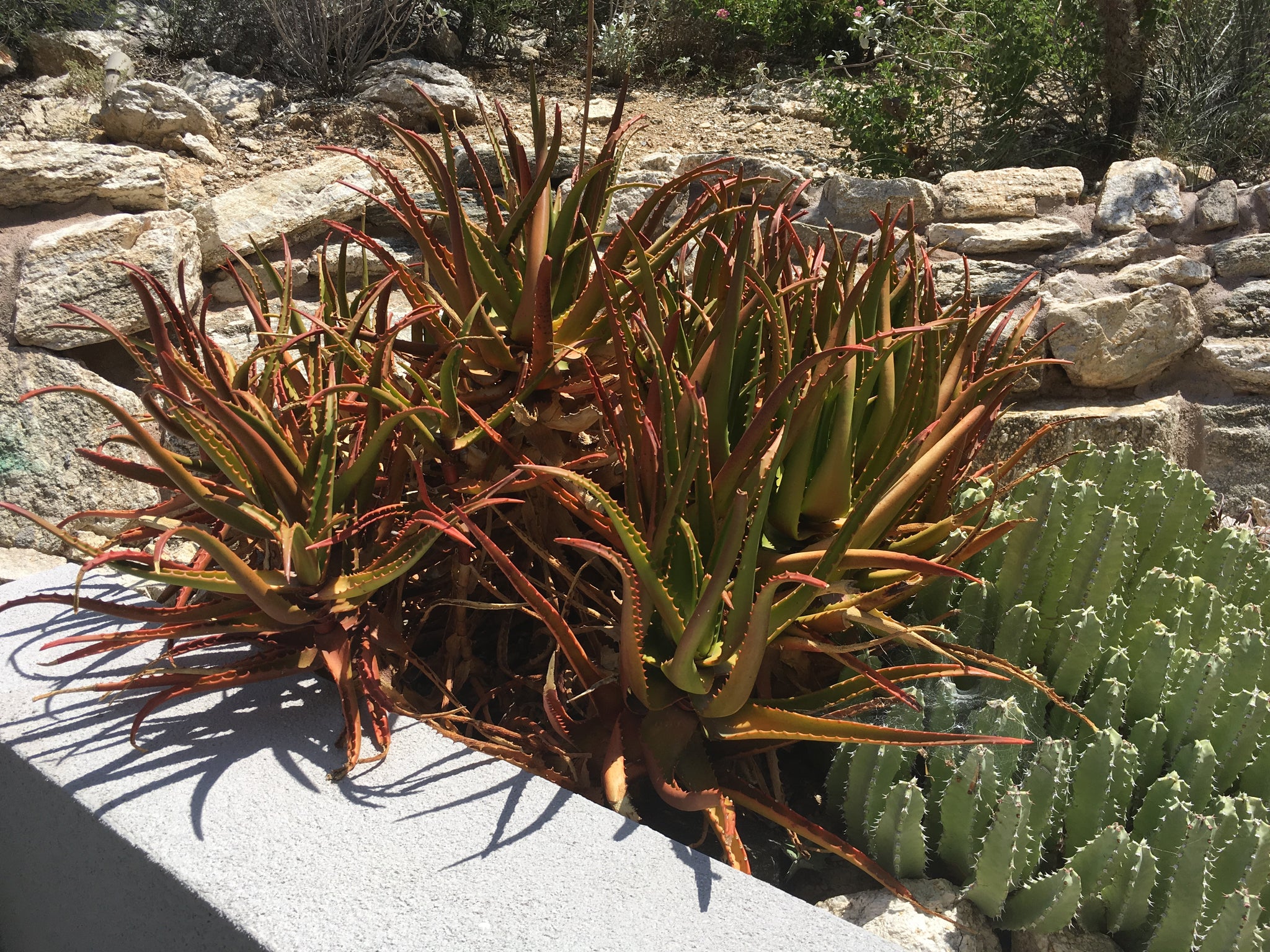 red aloe vera plant price Aloe Cameronii| Starfish Aloe| Large Aloe Plants For Sale Online