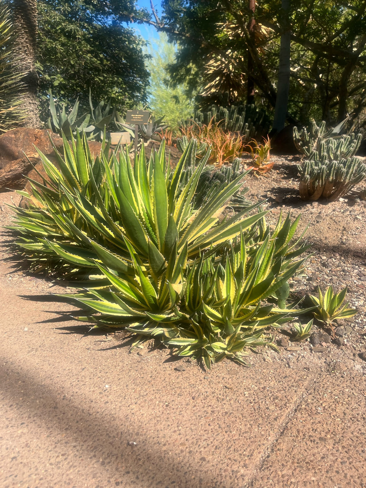 Large Mature and Tall Agave Lophantha Quadricolor Century Plant Succulents in a Desert Landscape