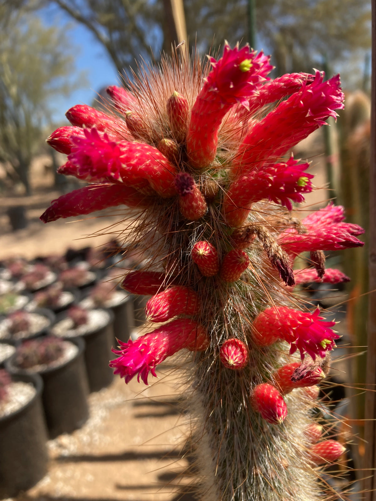 Close up of Blooming Silver Torch &quot;Snow Pole&quot; Cactus Plant for Sale 