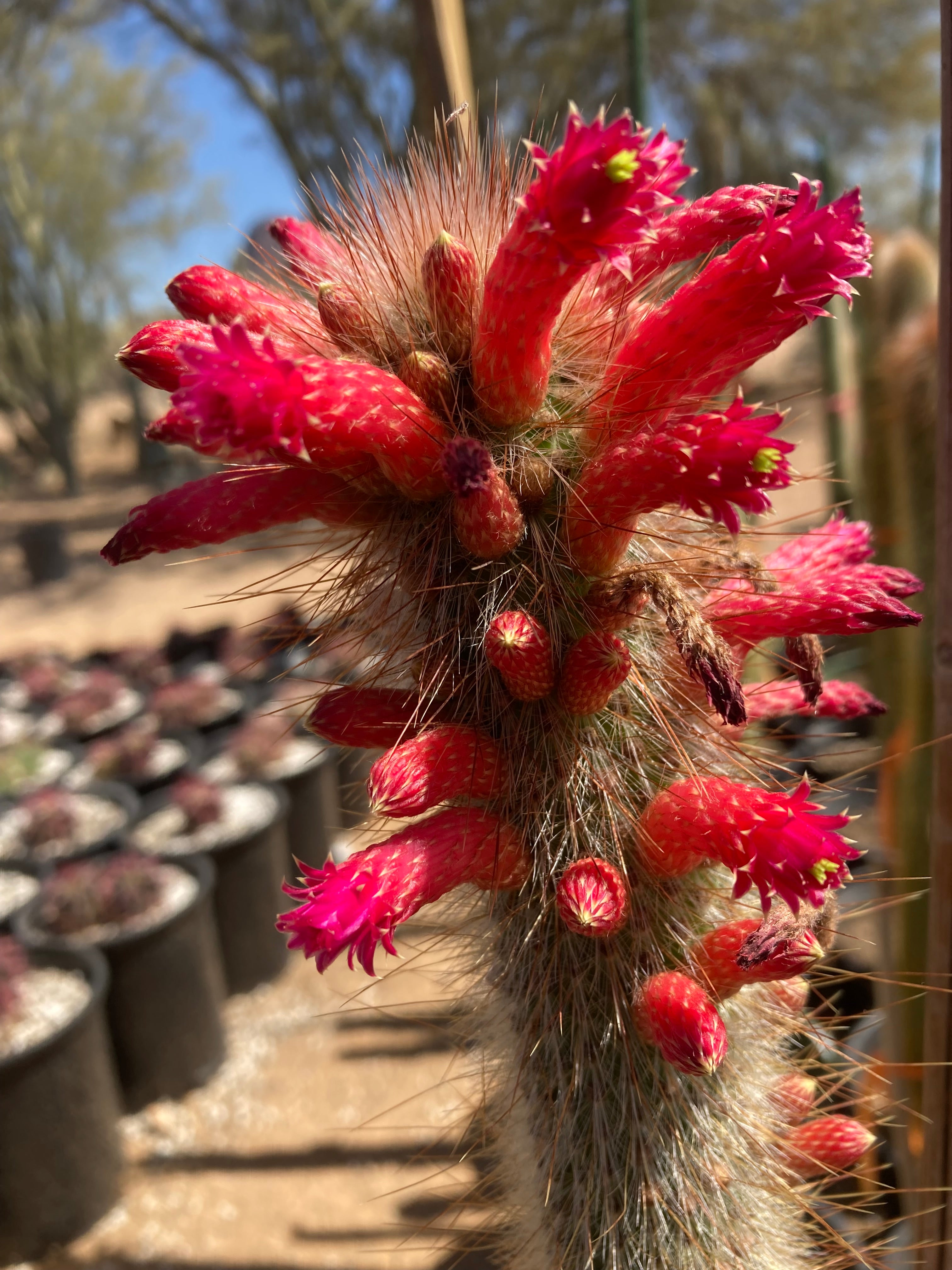 torch succulent Silver Torch Cactus for Sale | Cleistocactus Strausii " Snow Pole"
