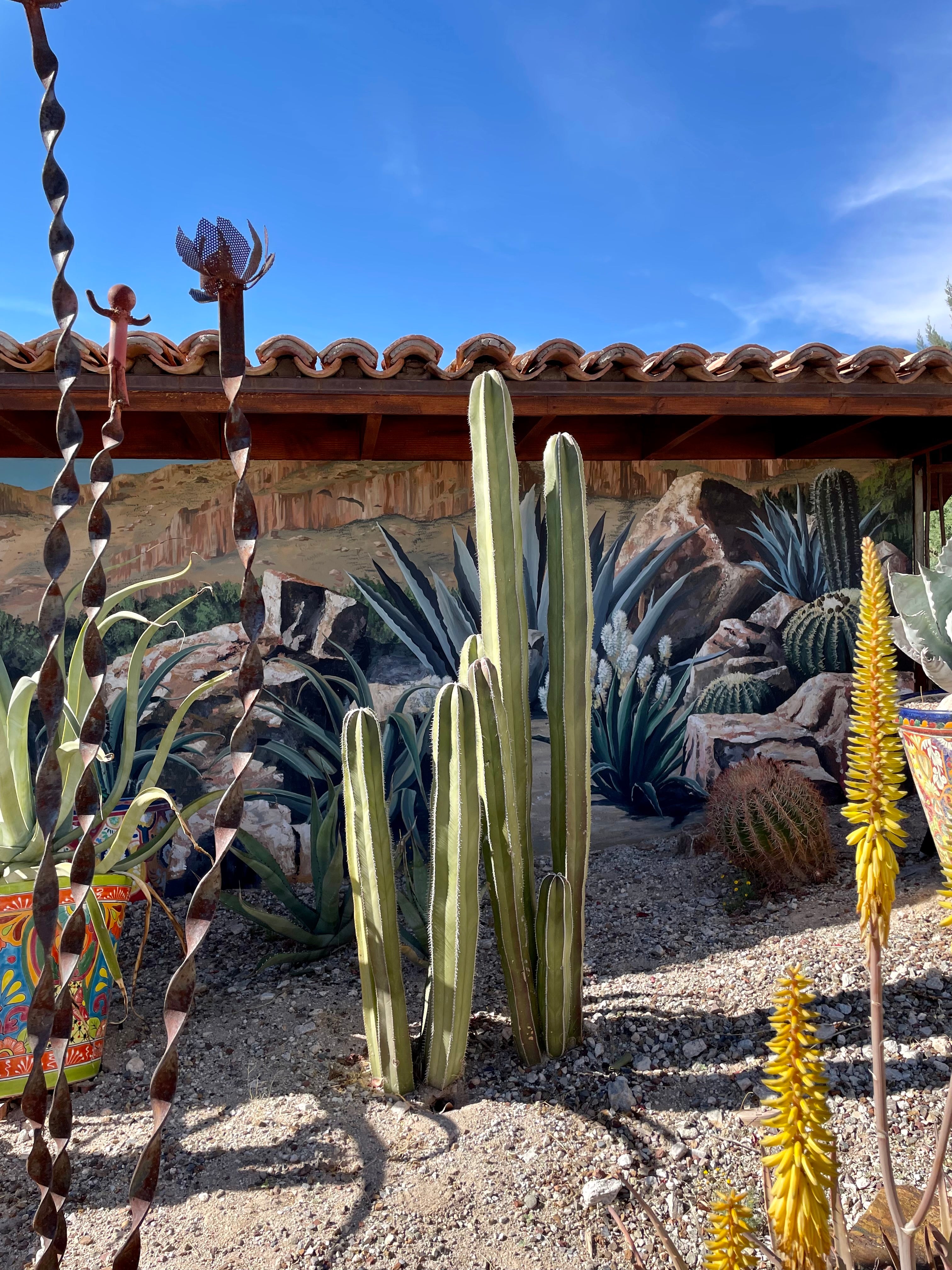Mexican Fence Post Cactus For Sale Online| Pachycereus marginatus
