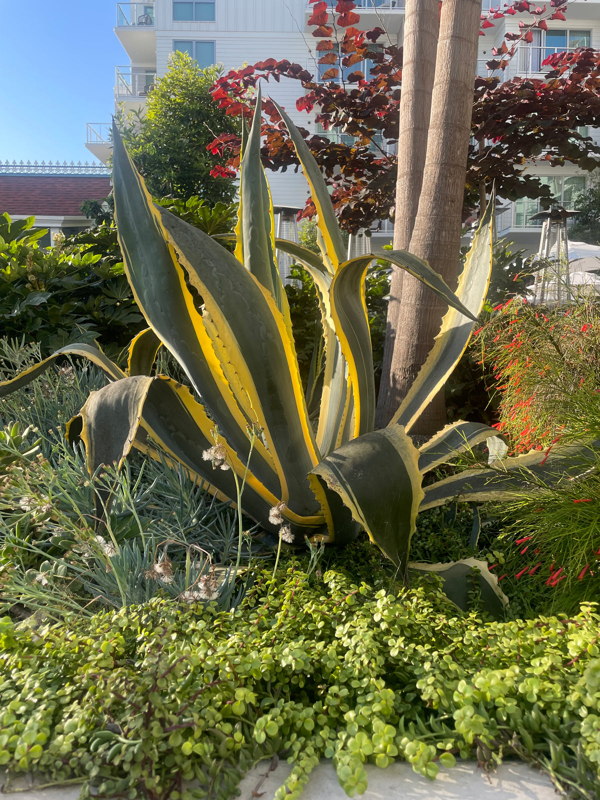 Large Mature and Tall Agave Americana Variegata Century Plant Succulent in a Xeriscape Landscape.