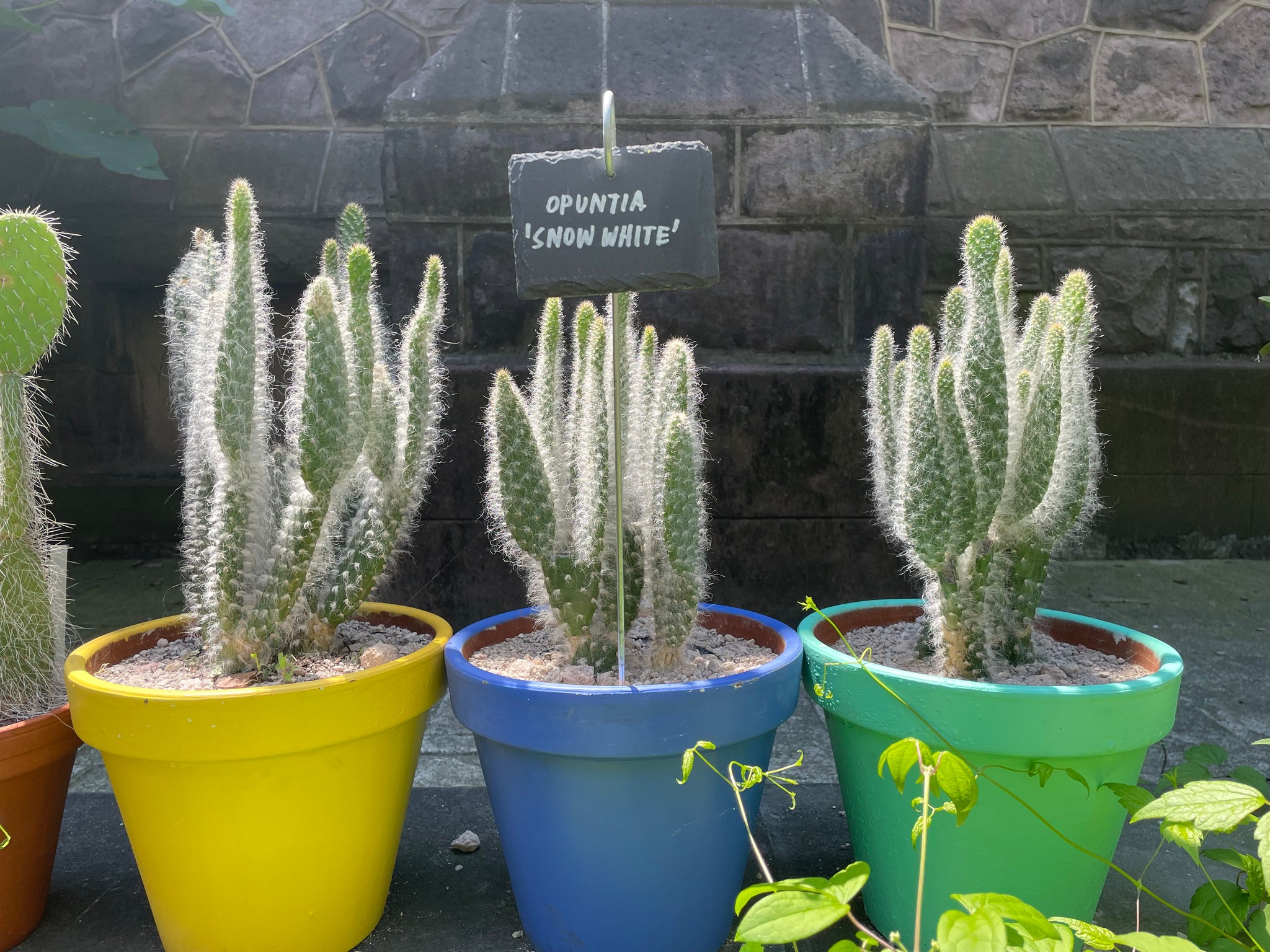 fuzzy prickly pear cactus Prickly Pear Snow Cactus| Snow White Prickly Pear Cactus For Sale