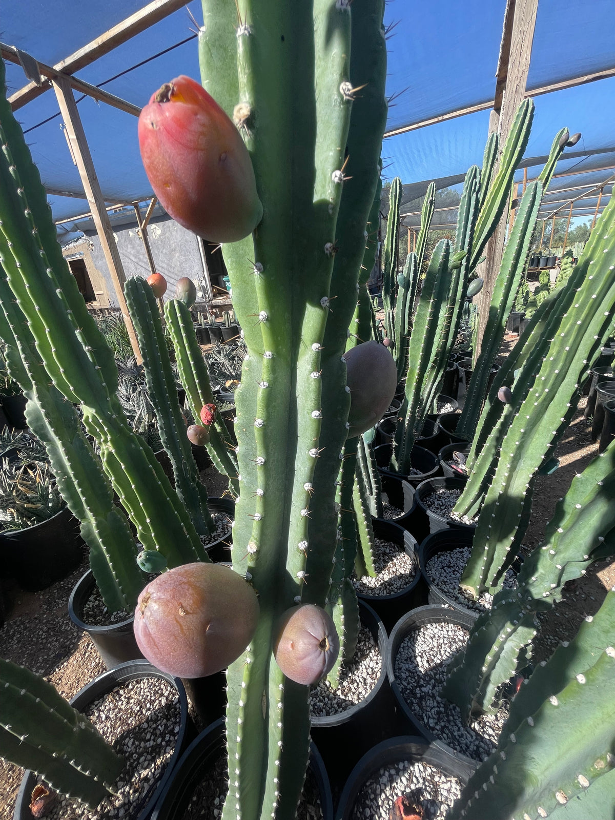 Large Mature and Tall Peruvian Apple Cactus Plant Fruit
