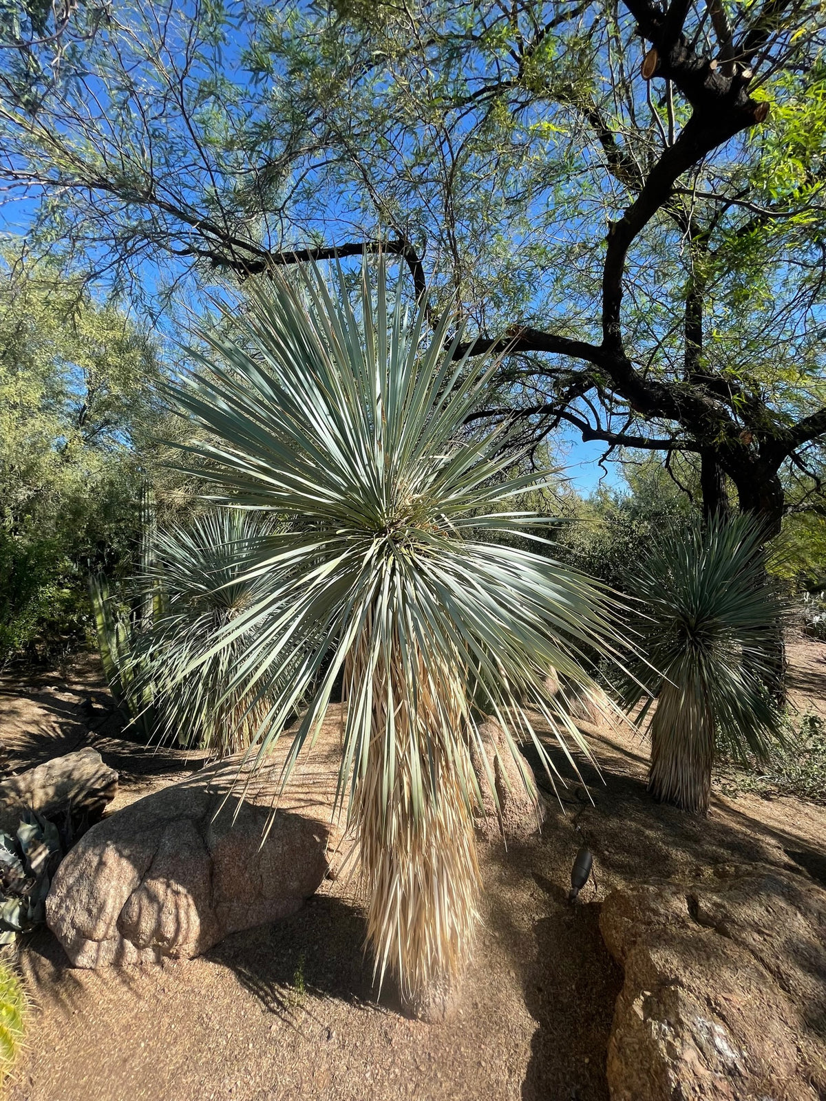 Large Live Tall and Mature Yucca Rostrata Succulent Plant in a Xeriscape Landscape