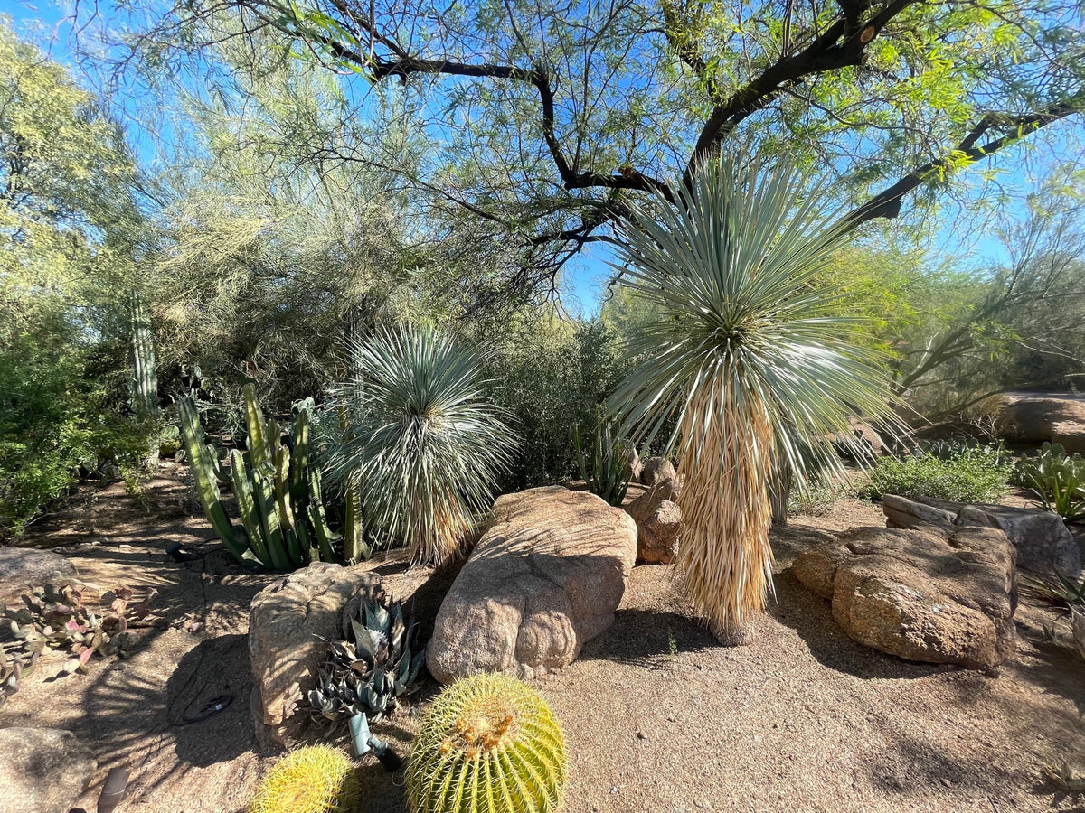 Large Live Tall and Mature Blue Yucca Rostrata Succulent Plants in a Xeriscape Landscape