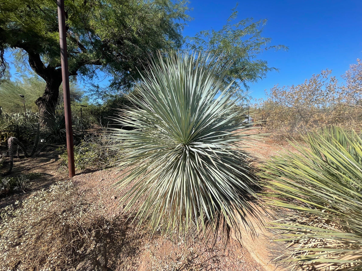 Large Live Tall and Mature Yucca Rostrata Succulent Plant in a Xeriscape Landscape