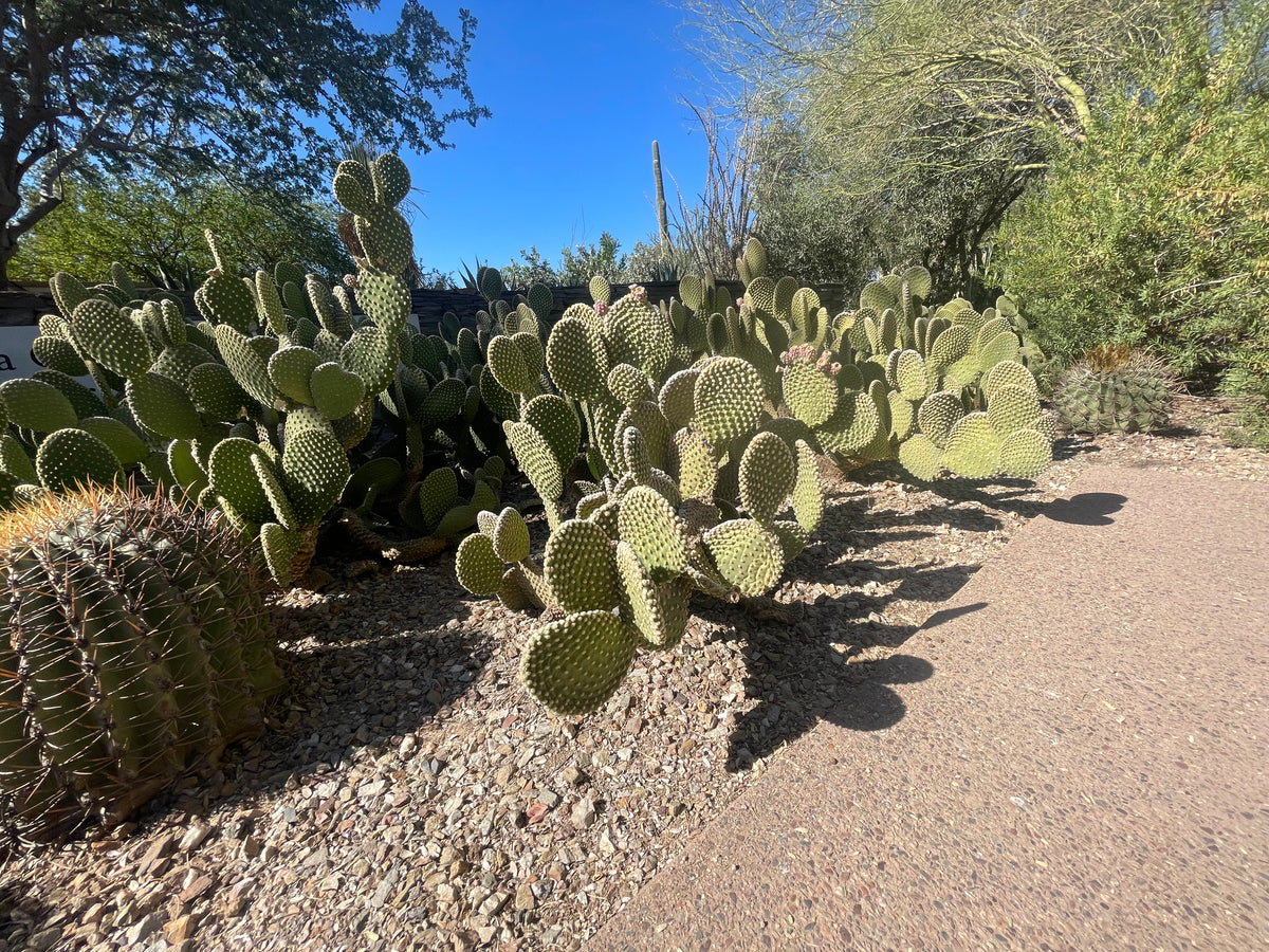 White Bunny Ears Prickly Pear