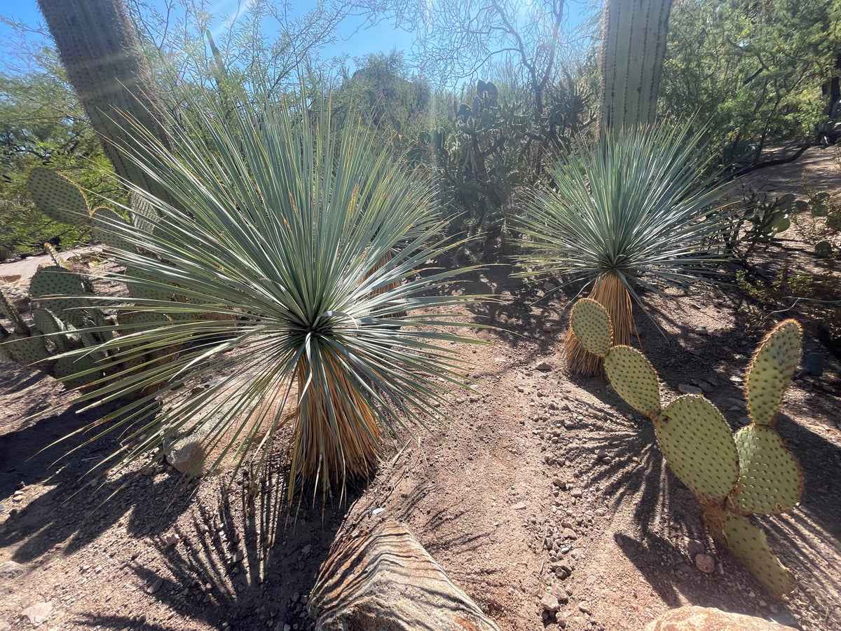 Group of Large Live Tall and Mature Yucca Rostrata Succulent Plants in a Xeriscape Landscape