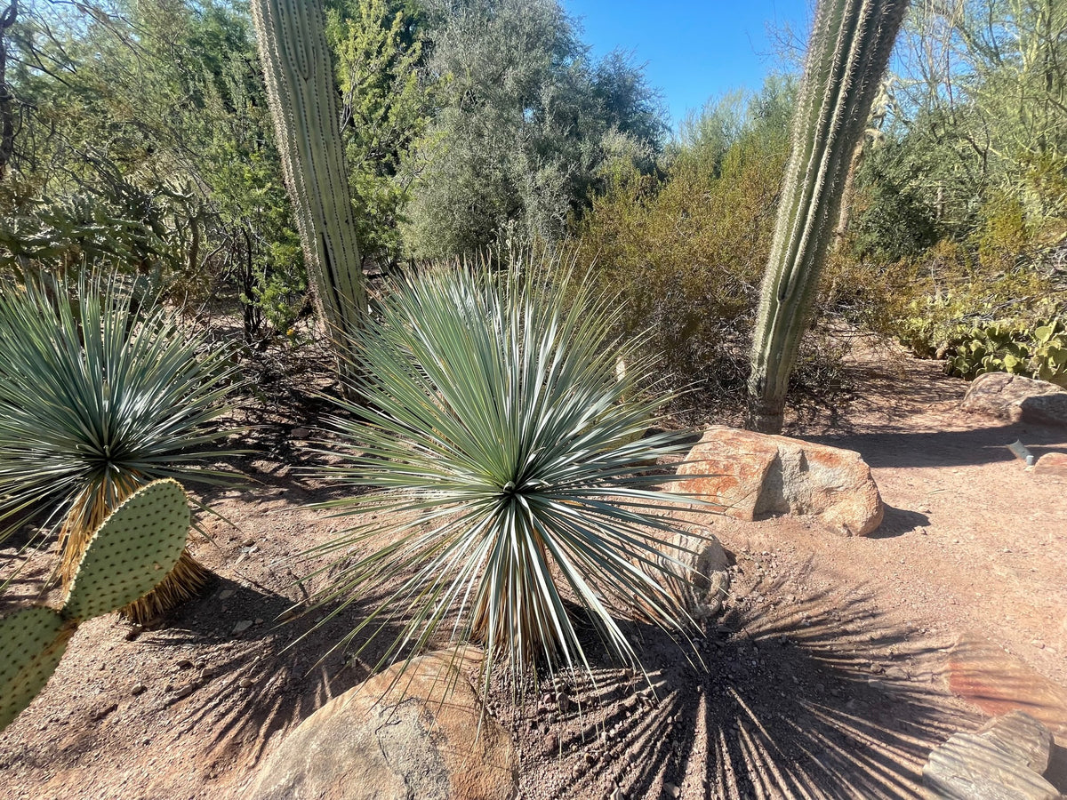 Large Live Tall and Mature Yucca Rostrata Succulent Plant in a Xeriscape Landscape