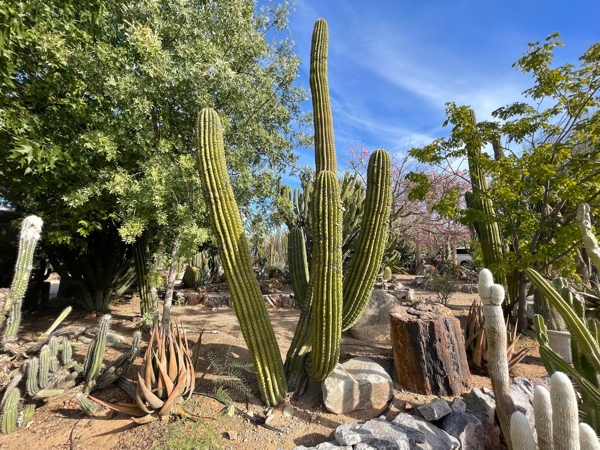 Very Large Tall Mature and Branched South American Saguaro Trichocereus Terschekii in a Xeriscape Landscape