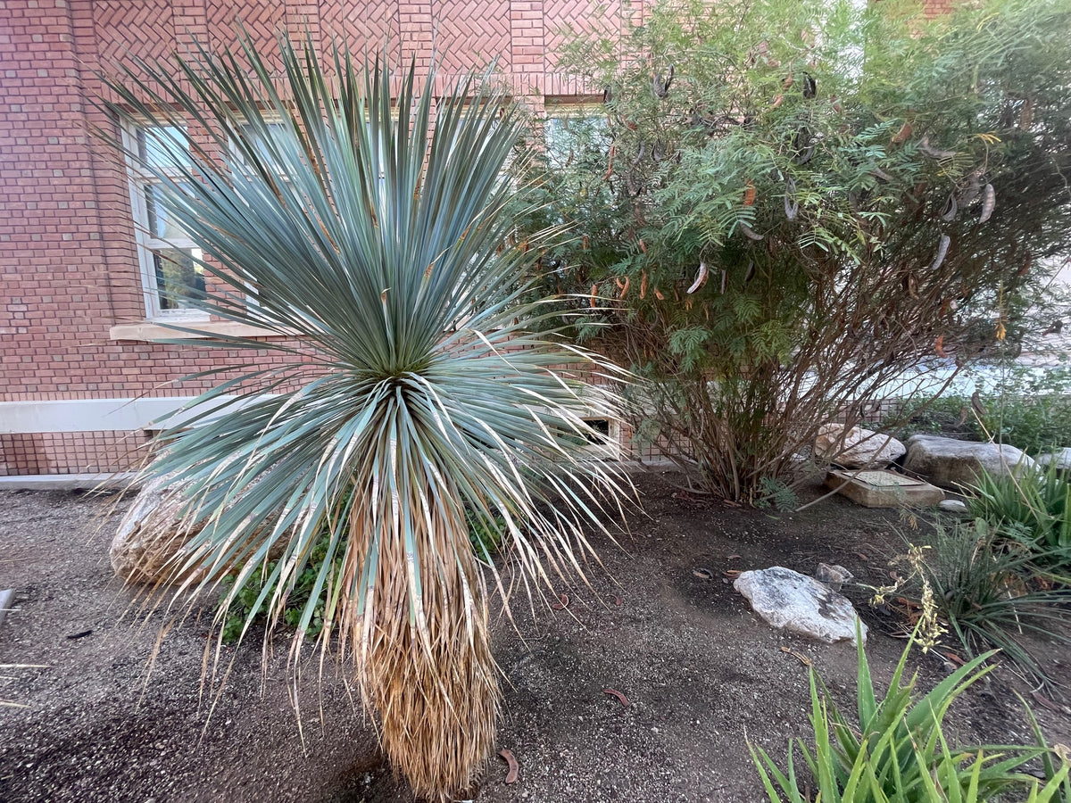 Large Live Tall and Mature Yucca Rostrata Succulent Plant in a Xeriscape Landscape