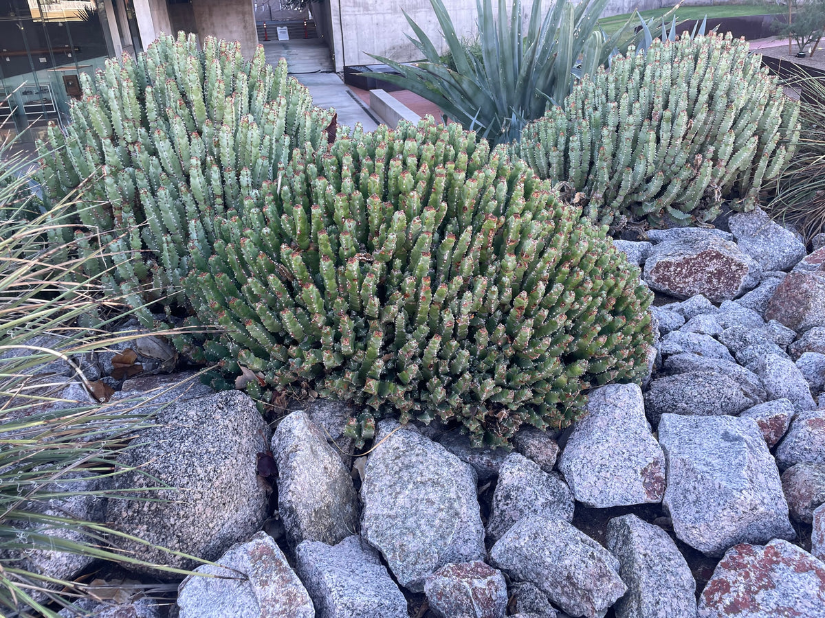 Euphorbia resinifera Moroccan Mound Cactus Succulent Plant in a Cactus Garden