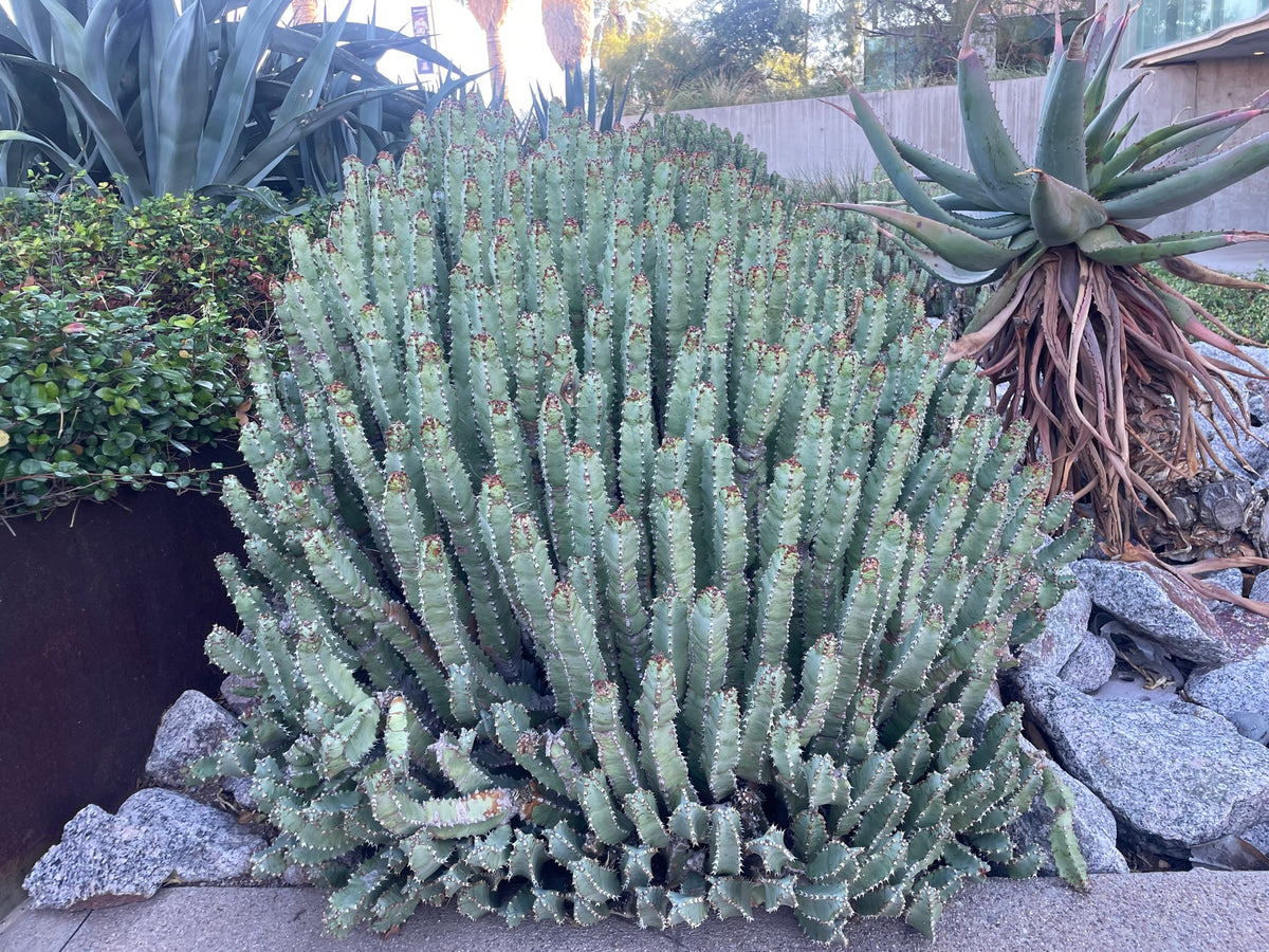 Euphorbia resinifera Moroccan Mound Cactus Succulent Plant in a Cactus Garden