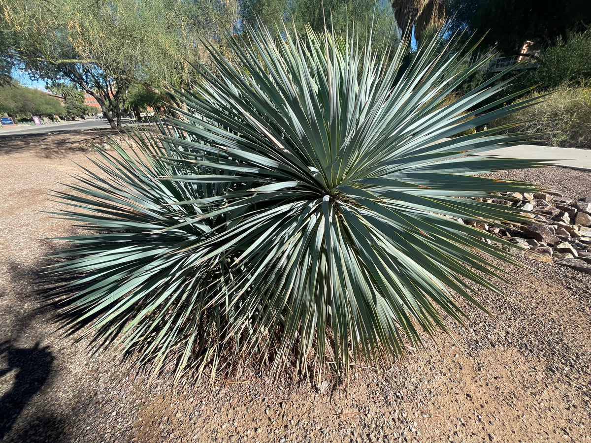 Large Live Tall and Mature Yucca Rostrata Plants in a Xeriscape Landscape