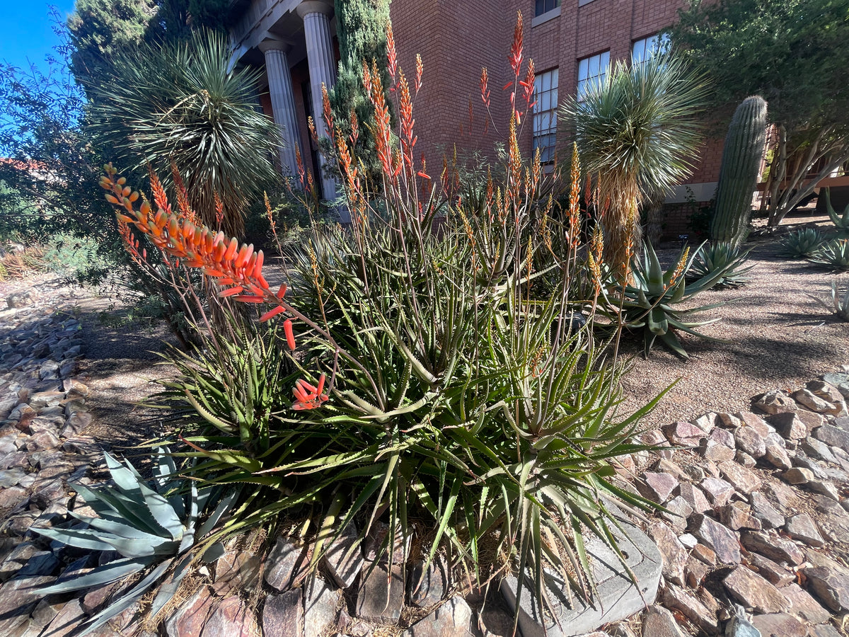 Large Live Aloe Cameronii &quot;Starfish&quot;  Succulent Plant Planted in a Cactus Garden