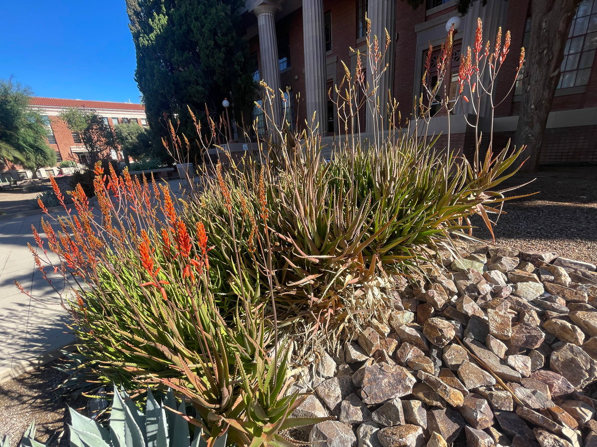 Large Live Aloe Cameronii &quot;Starfish&quot;  Succulent Plant Planted in a Cactus Garden