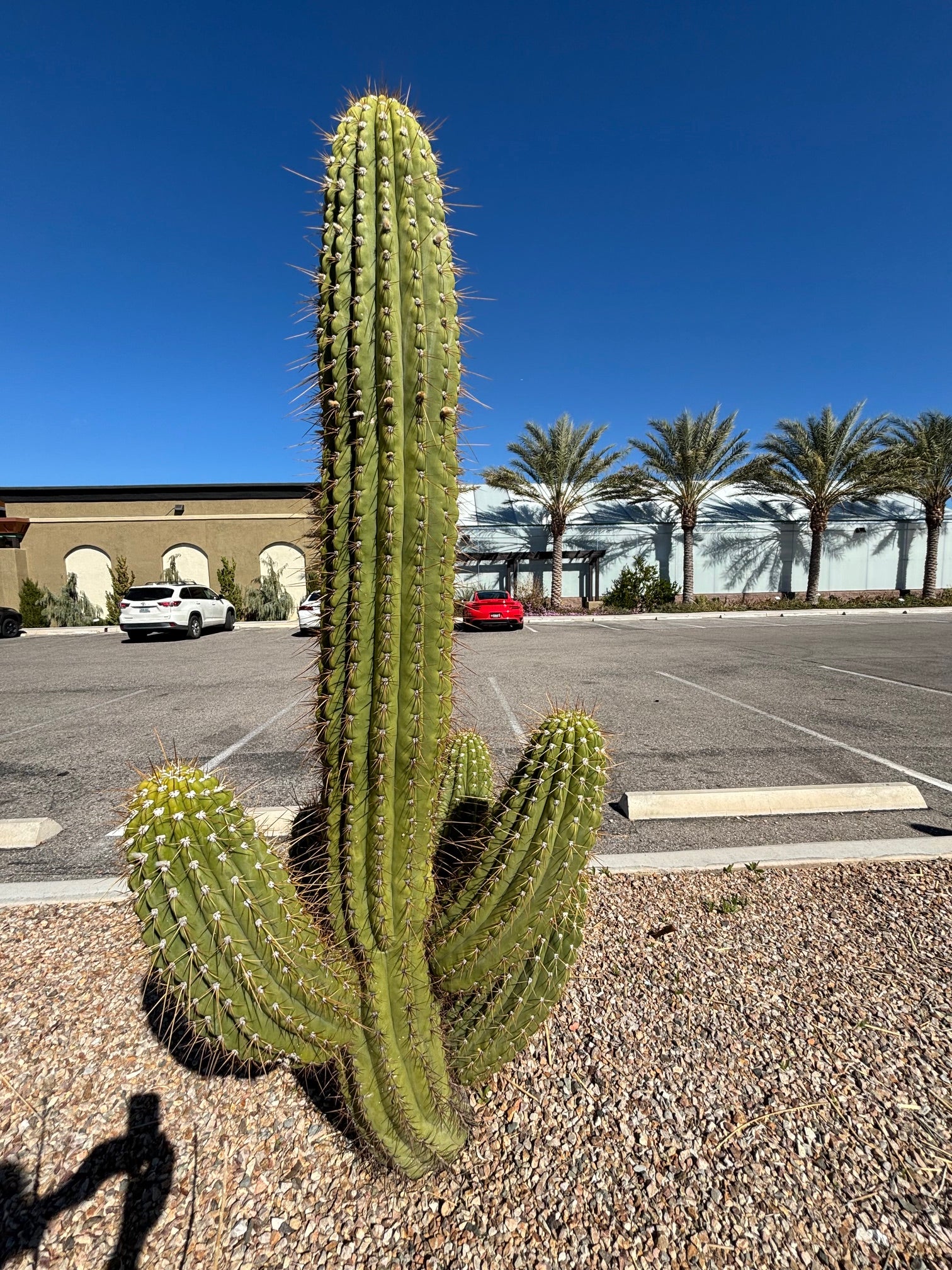saguaro cactus house plants South American Saguaro for Sale | Argentine Saguaro