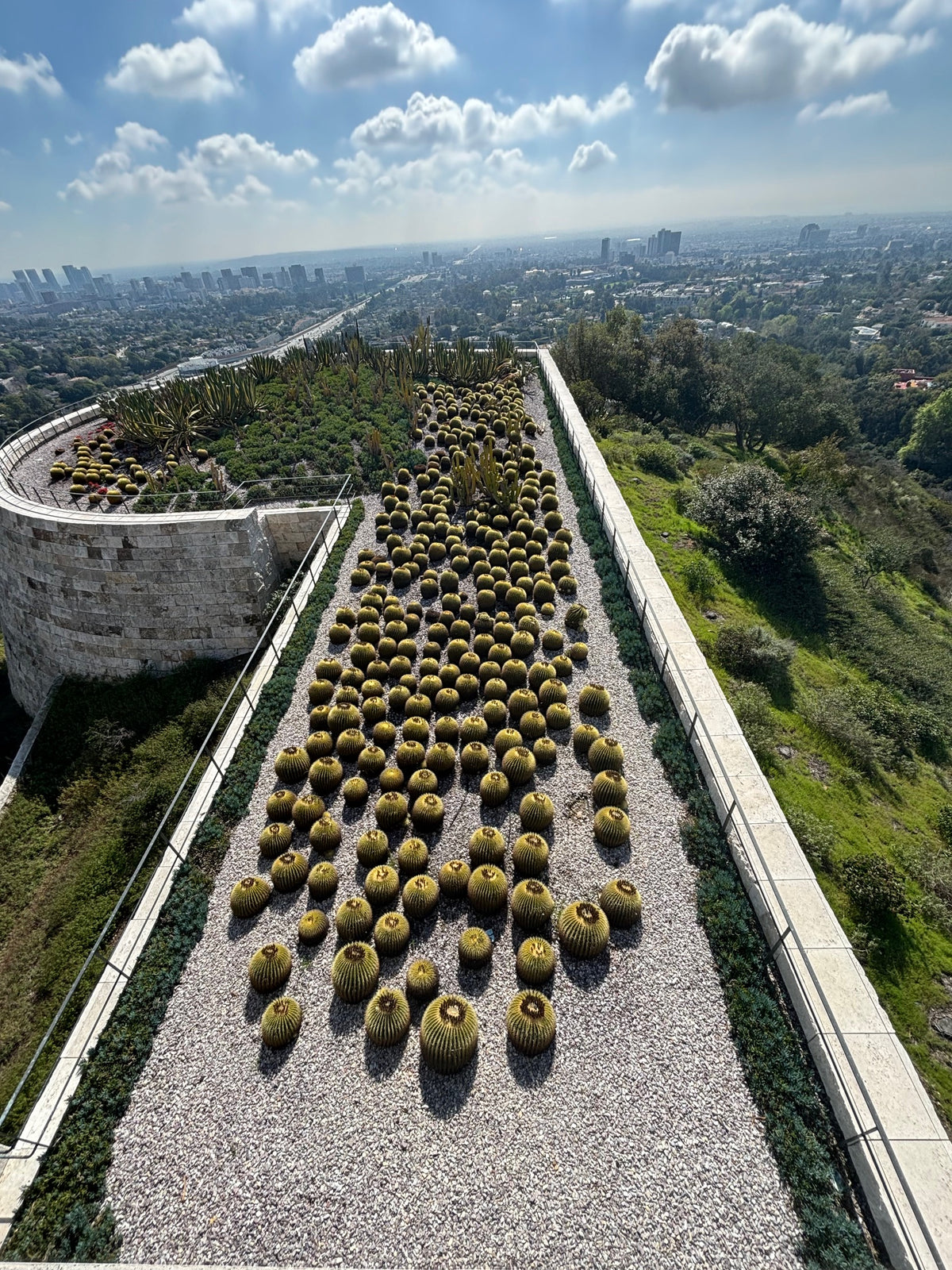 Golden Barrel Cactus Plants at the Getty Museum