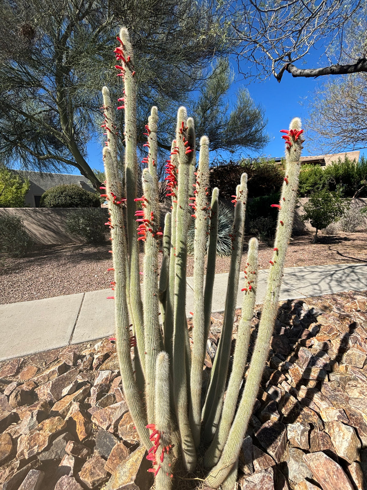 Blooming Silver Torch &quot;Snow Pole&quot; Cactus Plant Planted in a Xeriscape Landscape