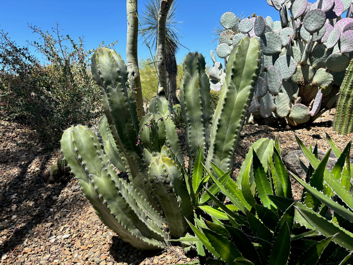 Large Tall and Branches Lophocerues Schotti Senita Cactus Plant in a Xeriscape Landscape