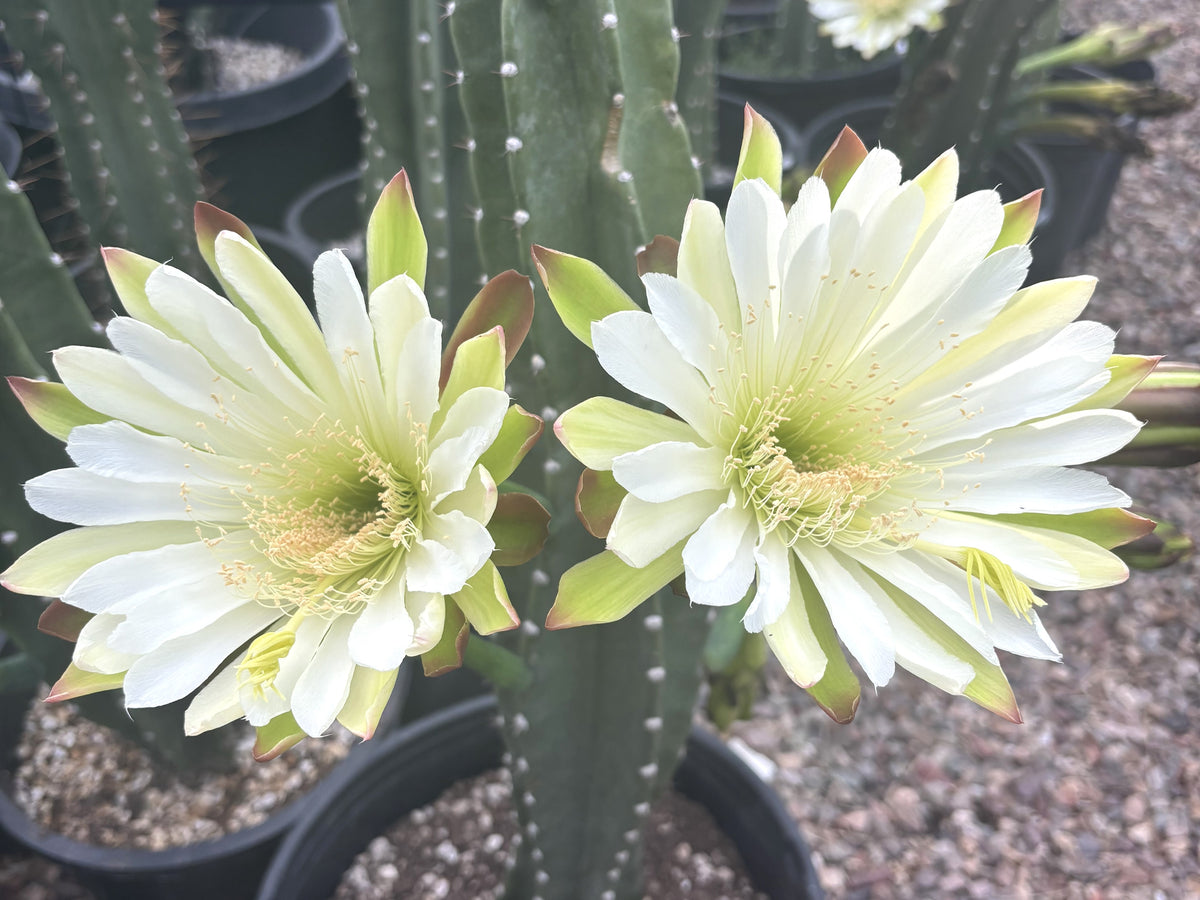 Large Mature and Tall Peruvian Apple Cactus Cereus Peruvianus Cactus Plant Large White Flowers