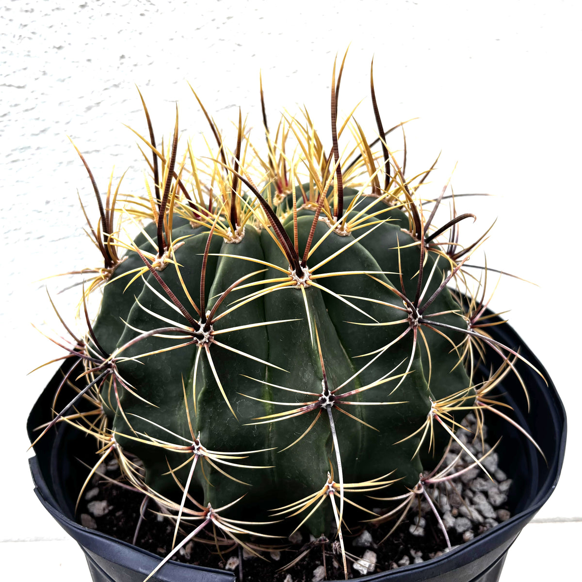 5gal Candy Barrel Cactus Plant For Sale Online  in a Cactus Nursery Pot