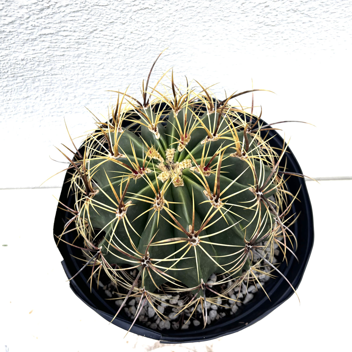 5gal Candy Barrel Cactus Plant For Sale Online in a Cactus Nursery Pot