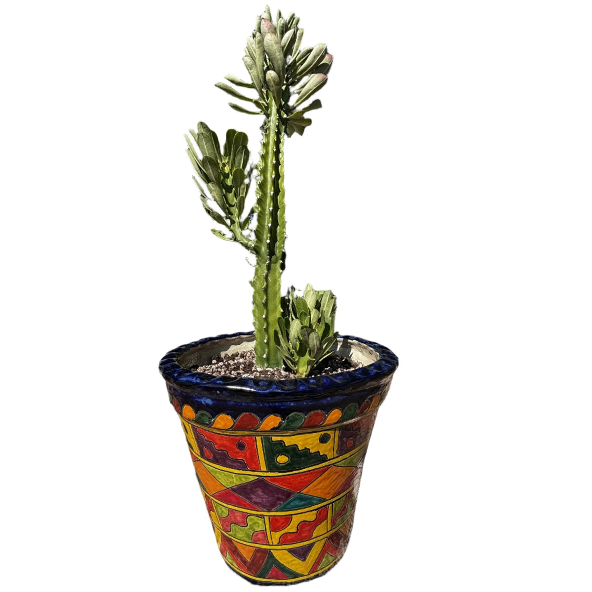 Large and Tall Euphorbia Royaleana Cactus Plant for Sale in a Talavera Pot For Sale Online