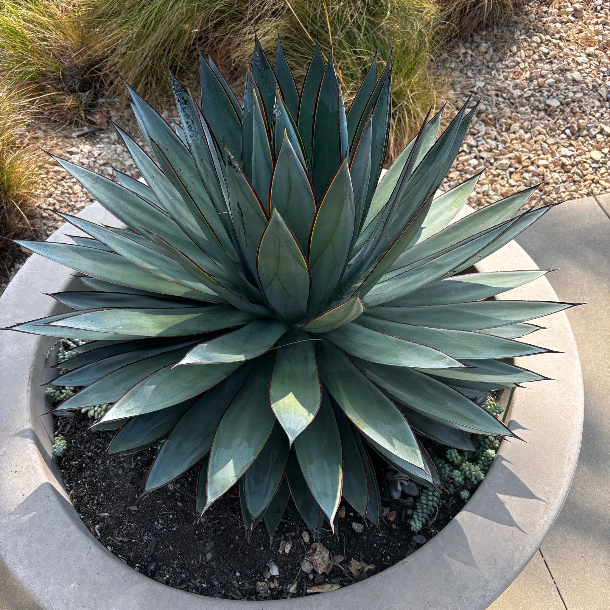 blue agave indoor plant Agave 'Blue Glow'