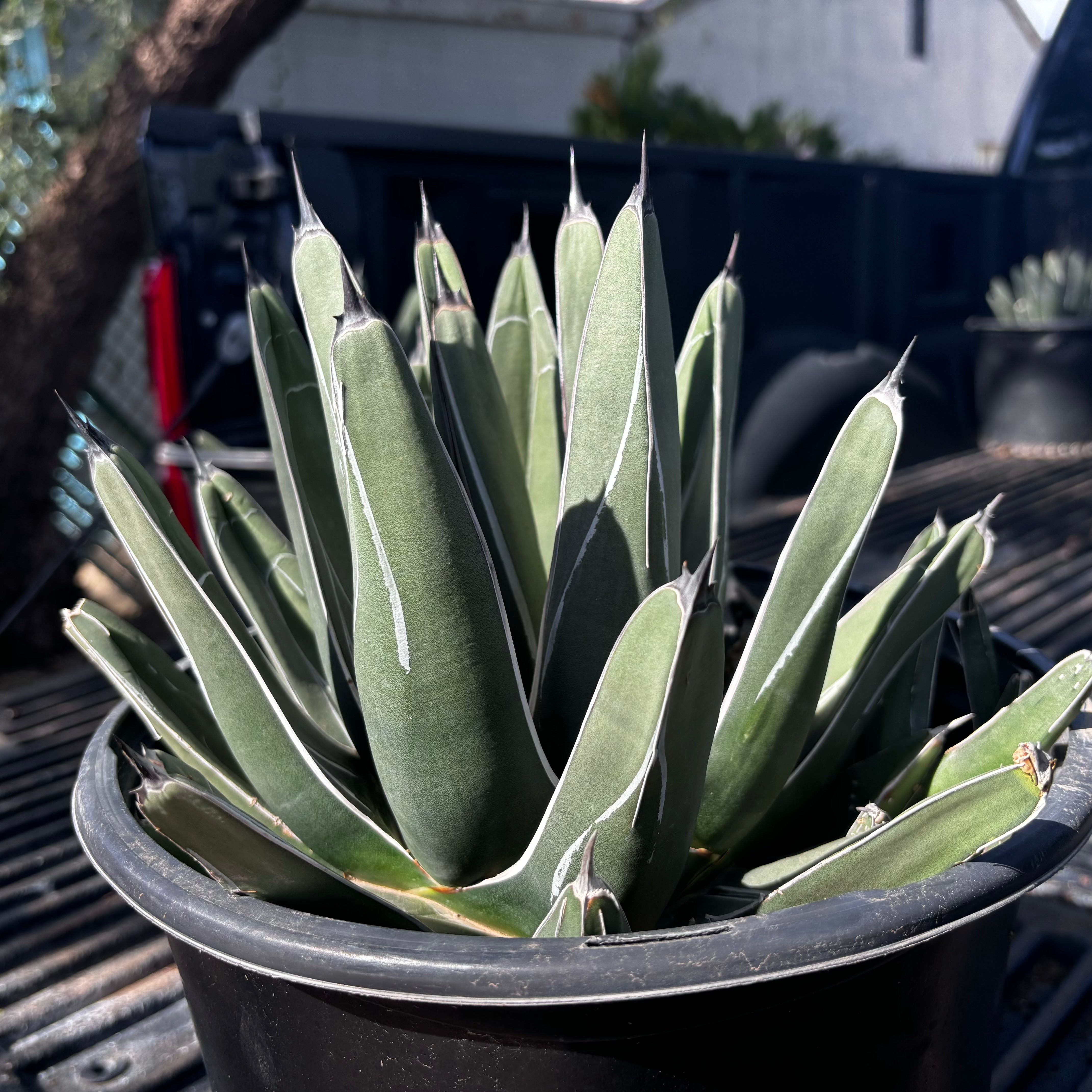 simple aloe vera Aloe Vera – Gem Farms main image 0