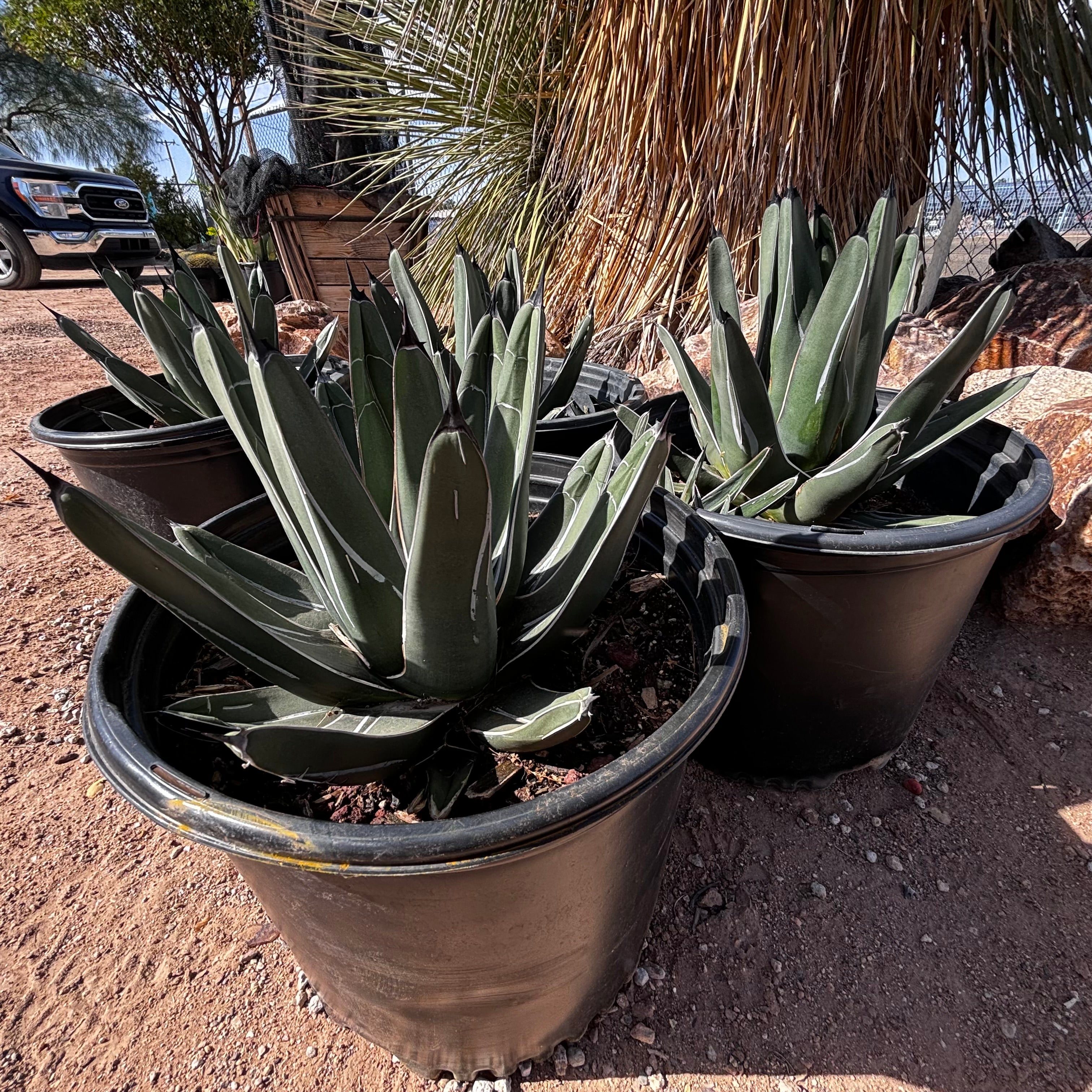 größte agave King Ferdinand Agave