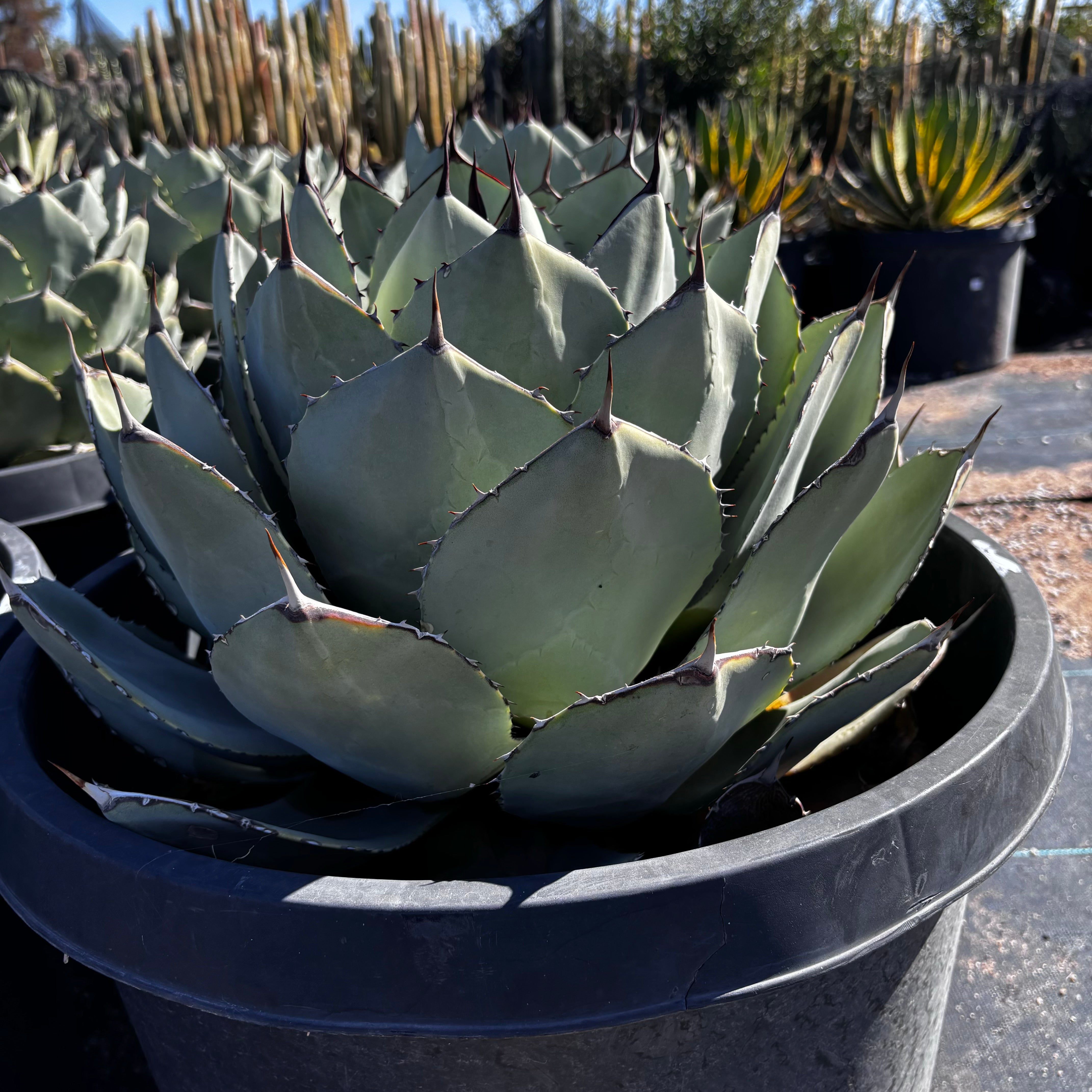 Agave Parryi Truncata | Agave Parryi| Artichoke Agave For Sale