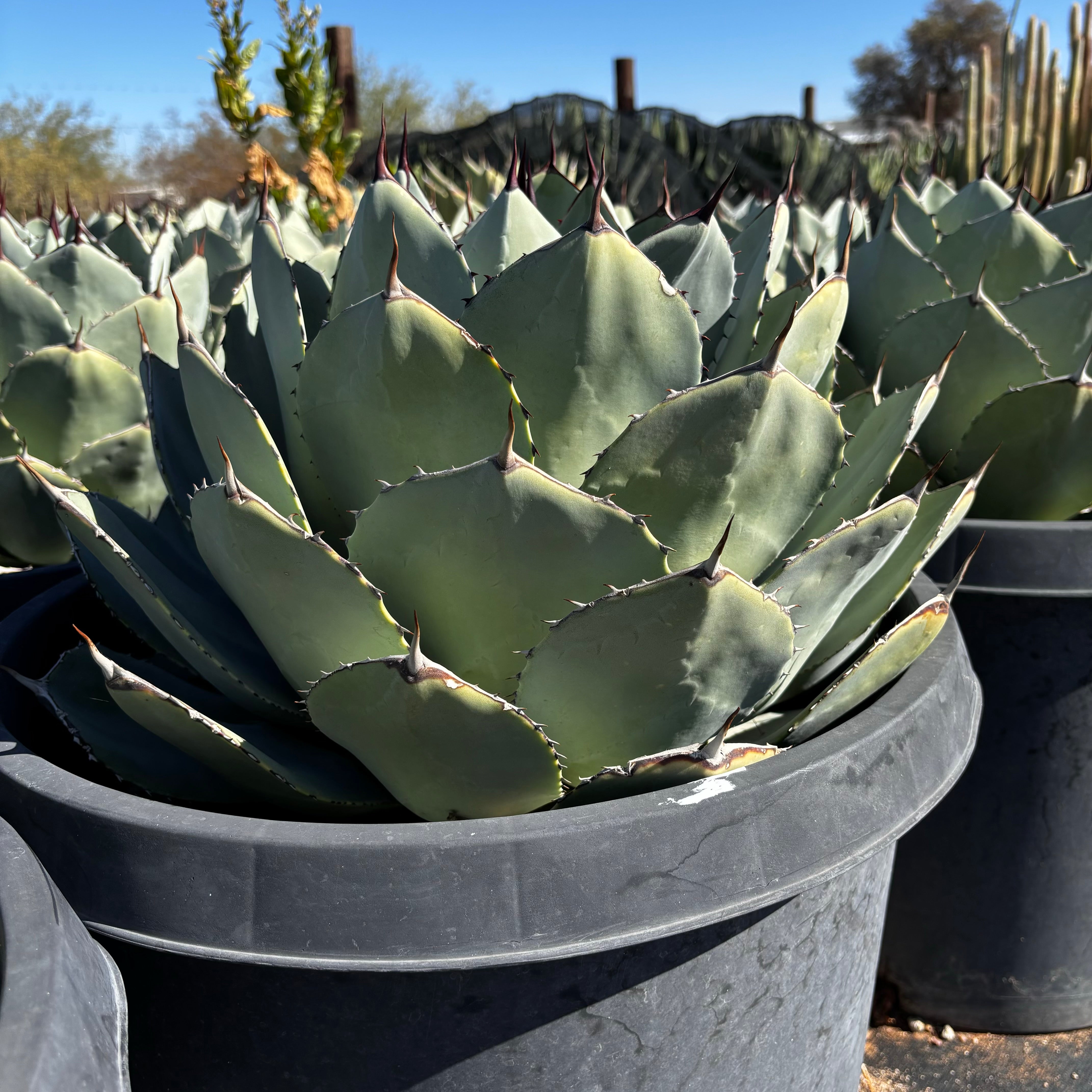 Agave Parryi Truncata | Agave Parryi| Artichoke Agave For