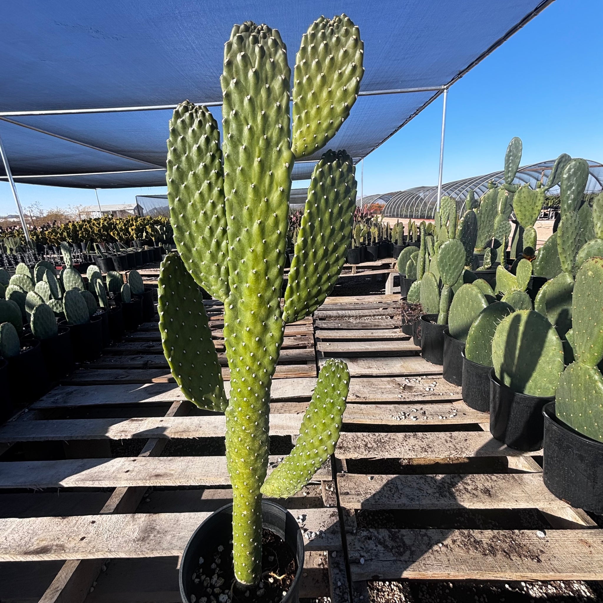 largest prickly pear cactus Cowboy Cactus For Sale| Cowboy Prickly Pear Cactus| Cactus Outlet