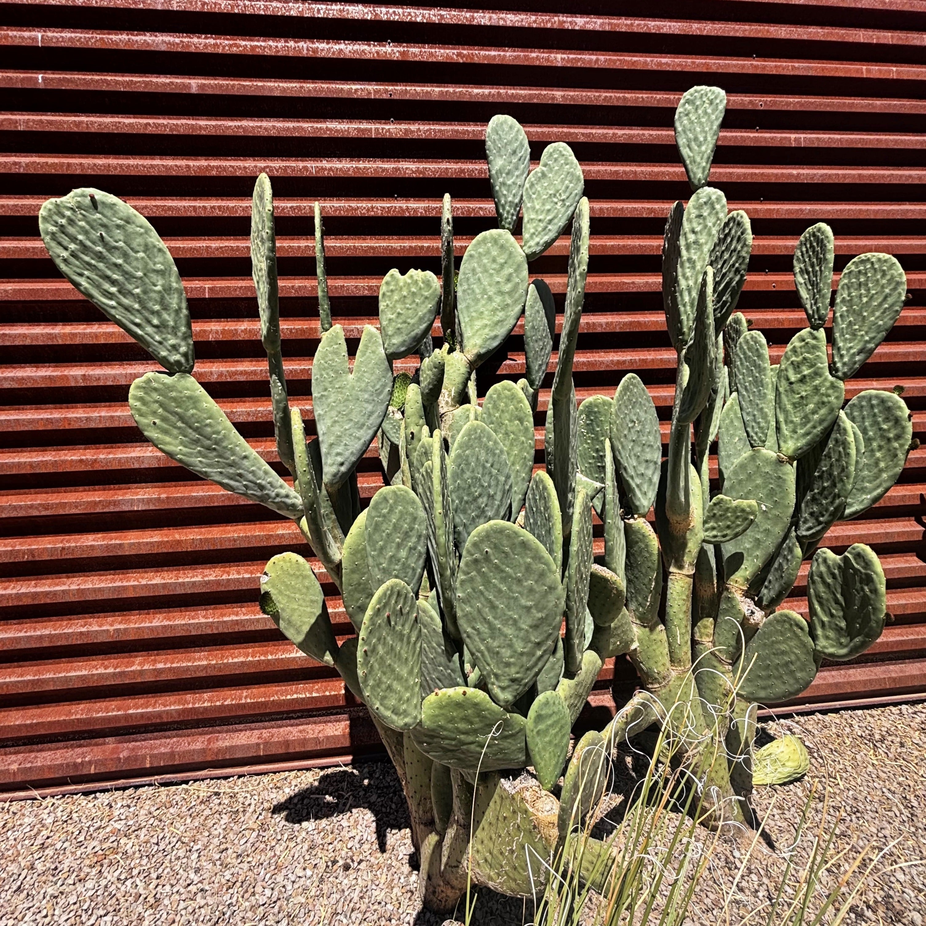 where can i buy a prickly pear cactus Nopal Prickly Pear